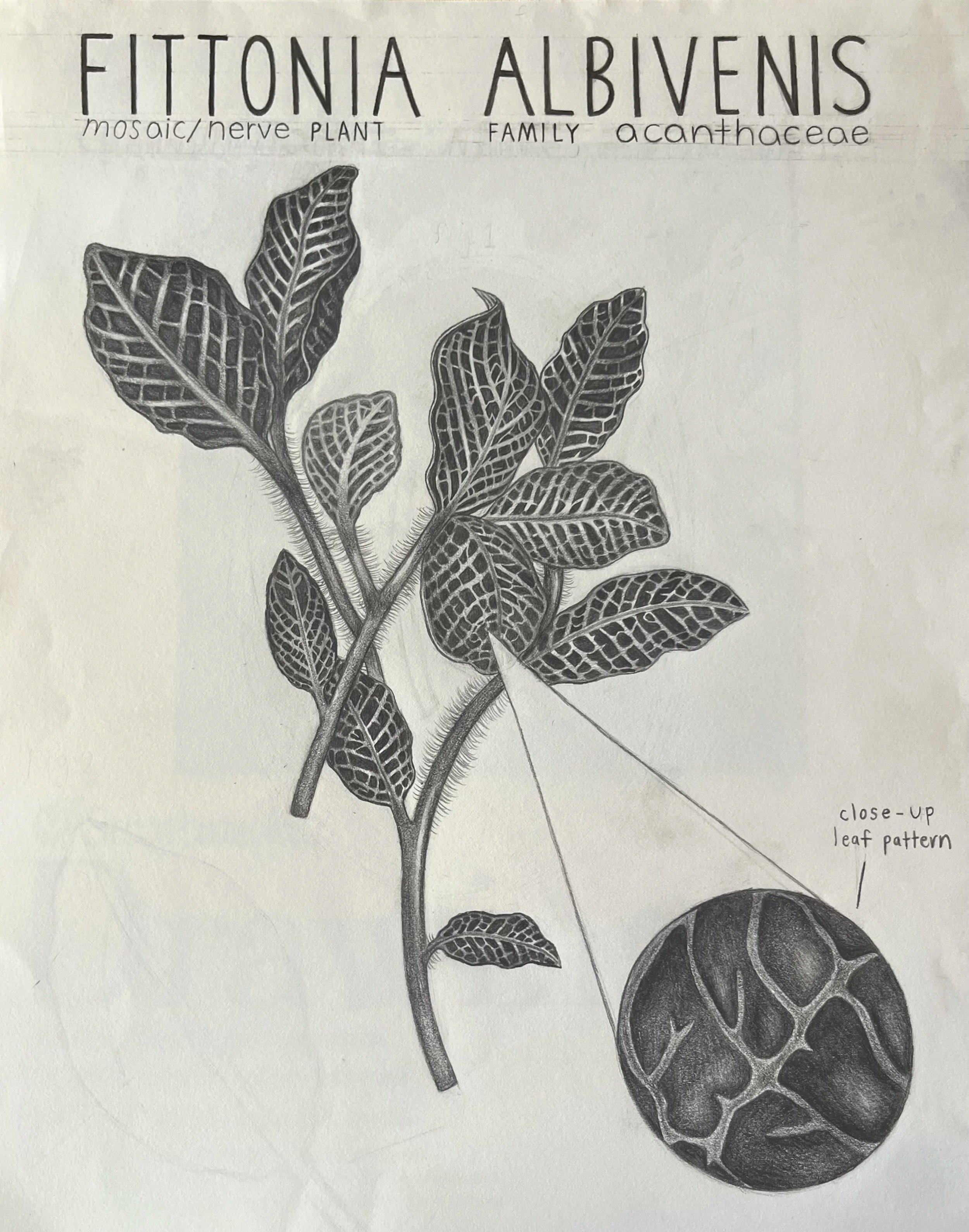 'Nerve Plant (Fittonia albivenis)', various graphite pencils, 2025