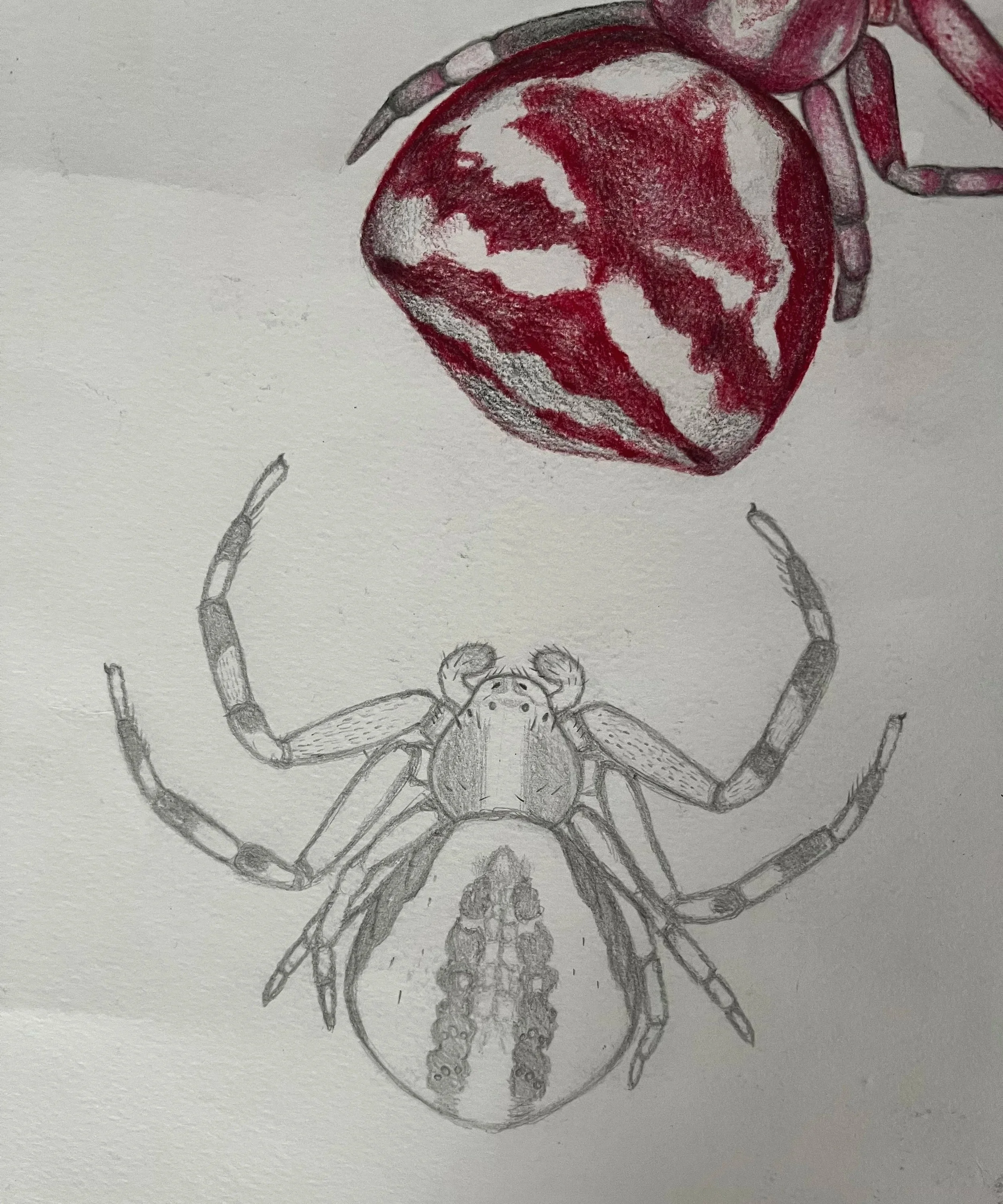 Misumena vatia (Flower Crab Spider) sketches, graphite, colored pencils, 2024