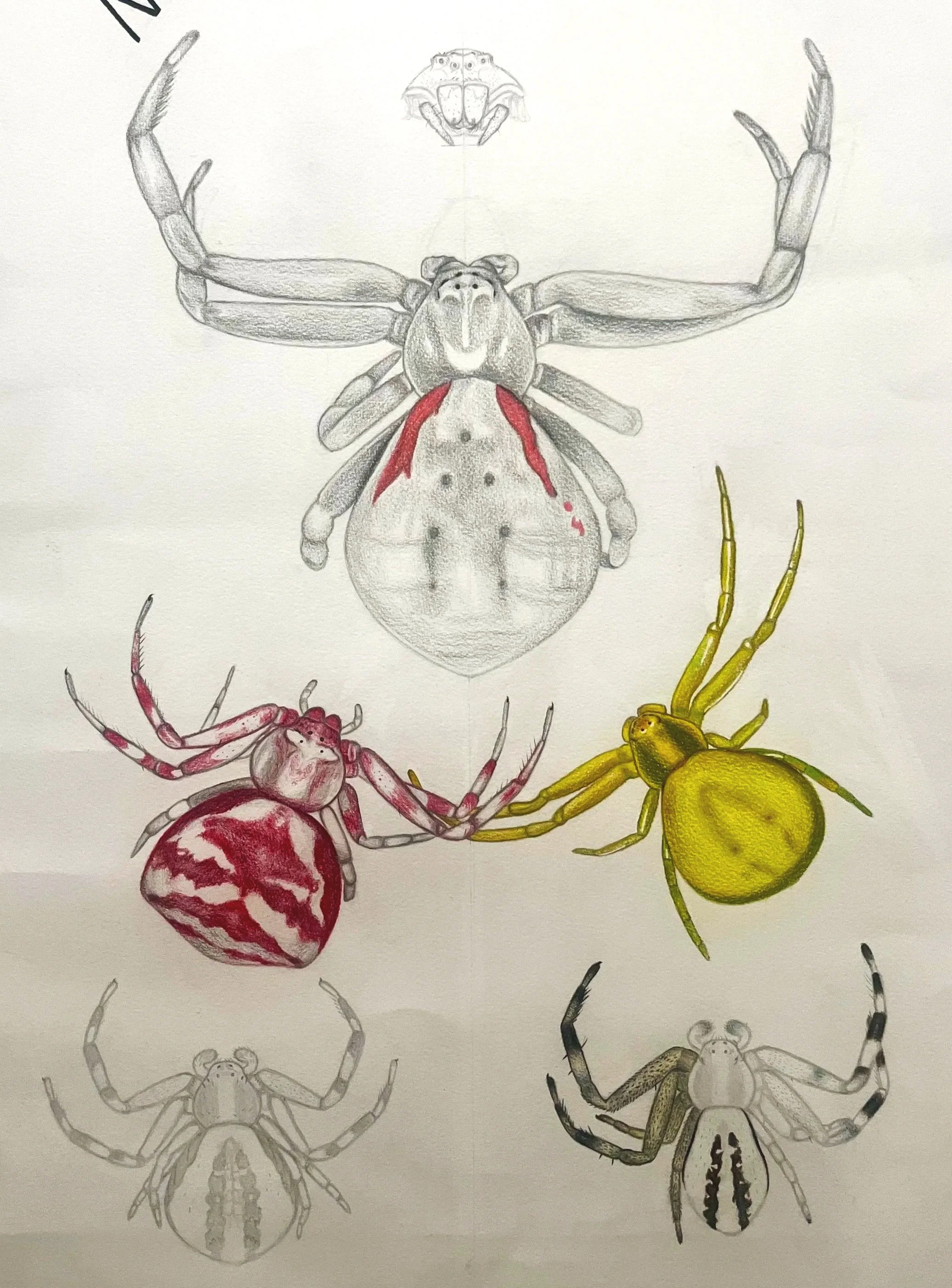 Misumena Vatia, Flower Crab Spider poster (in progress), colored pencil, graphite, 2025 