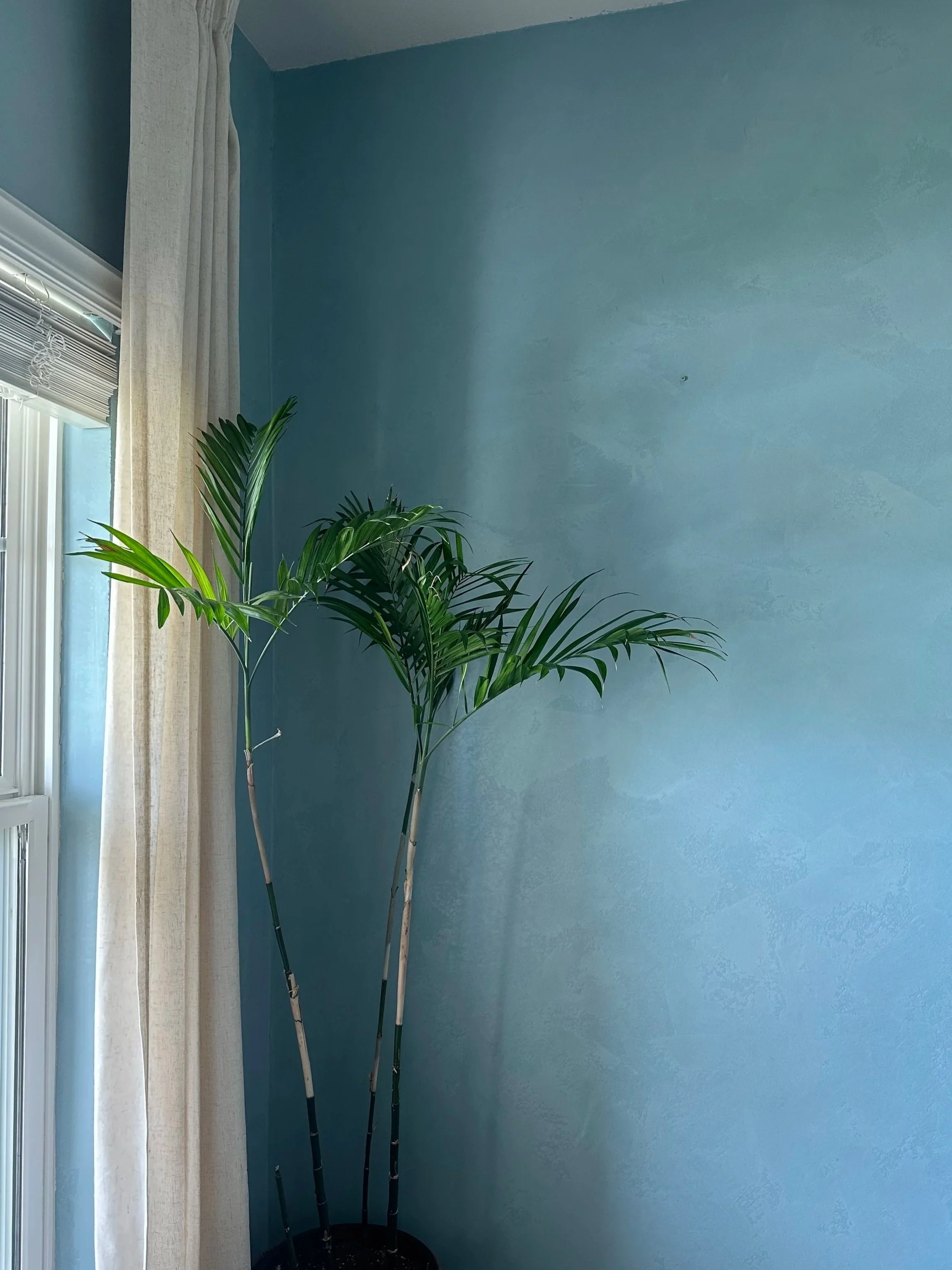 Roman clay-style  Interior wall painting by Golden Hour Painters in Buda, showing a blue painted wall with clean trim lines.