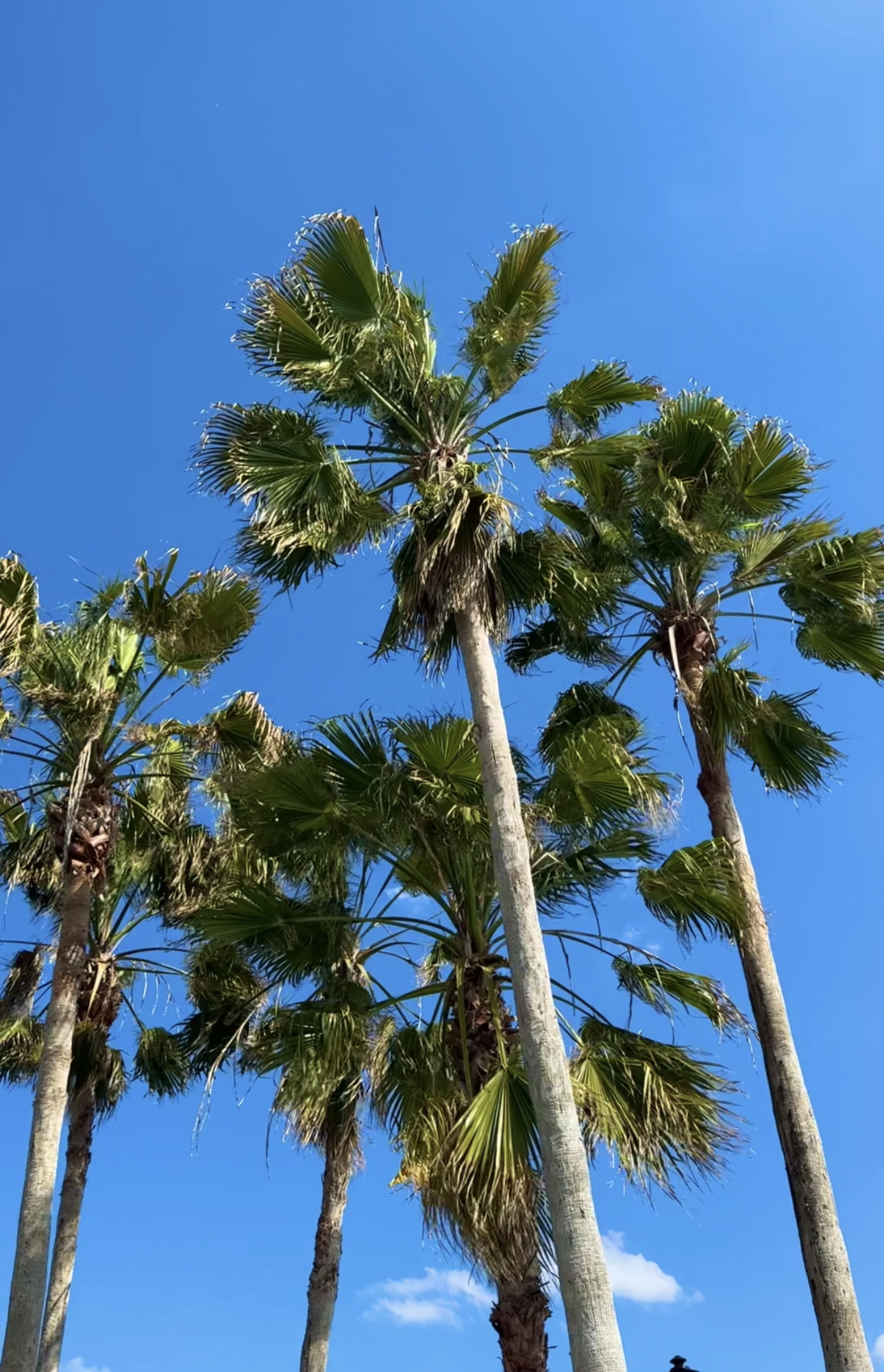 Who is the best agent for veterans and active military in Jacksonville?