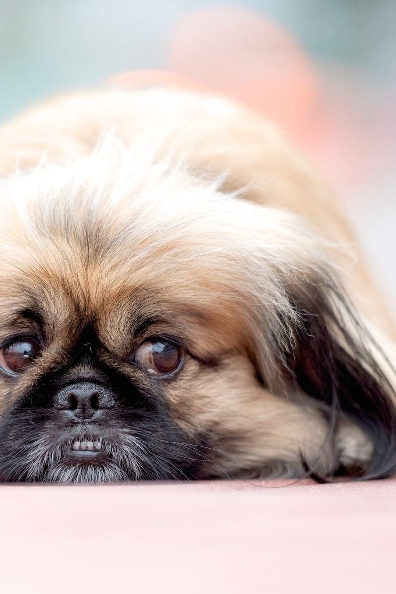 Recurring UTIs and Struvite Crystals in Dogs: Hidden Causes Most Pet Parents Miss
