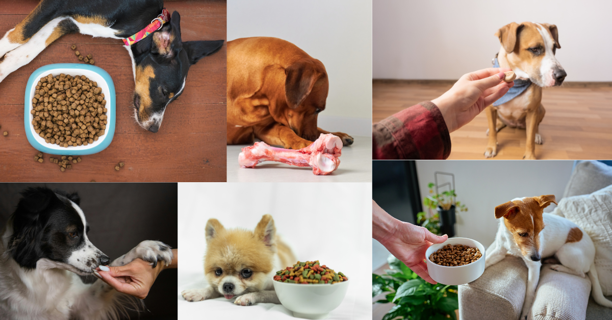 Why Won't My Dog Eat? The Truth About "Picky Eaters" Most Pet Parents Miss