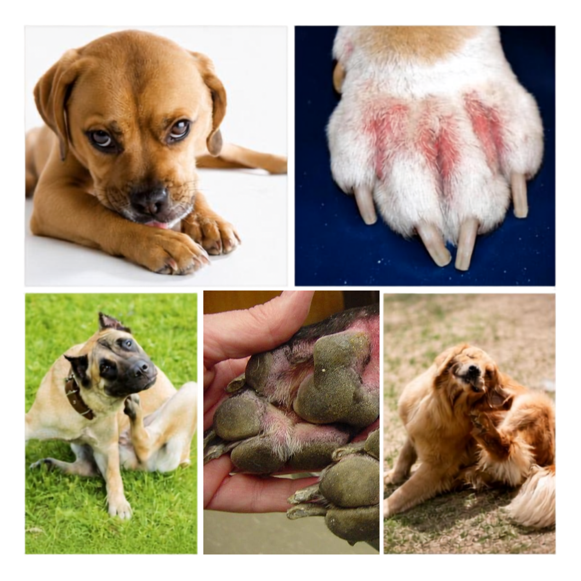Why Is My Dog Always Itching? 7 Root Causes Most Pet Parents Overlook