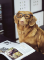 Being a Pet-Friendly Workplace Isn't Just About Allowing Pets in the Office