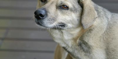 Why Does My Dog Keep Itching Even After Trying Apoquel, Shampoos, and Supplements?