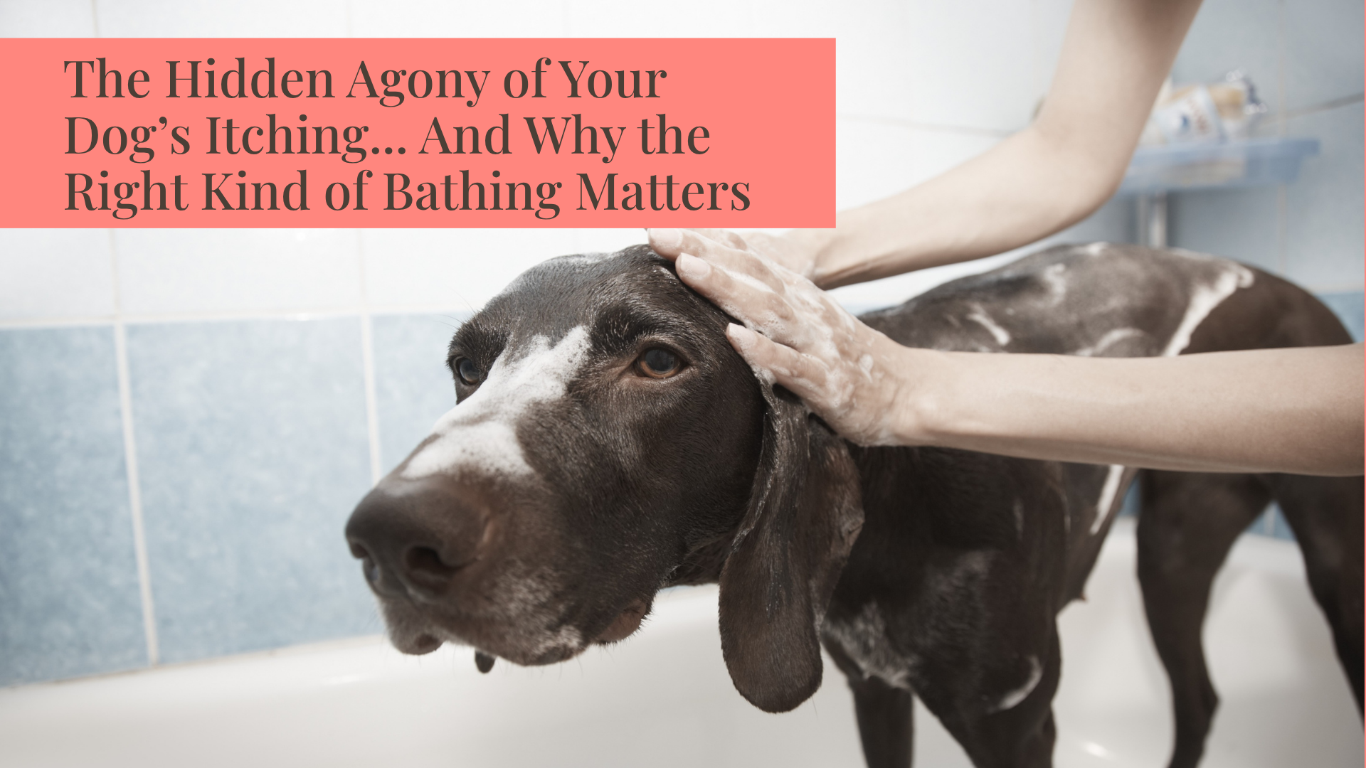 Your Dog's Bath Is About More Than Getting Clean