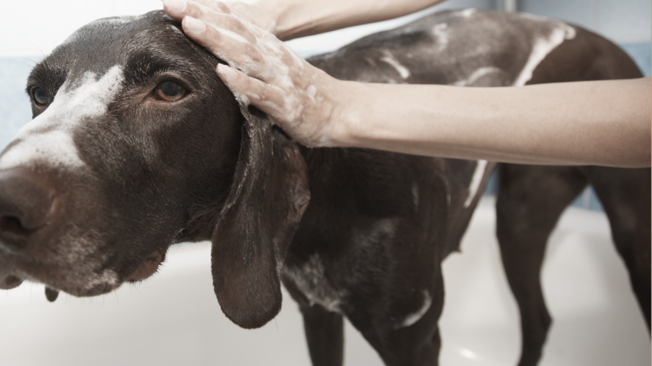 Signature Skin Wellness Microbubble Treatment