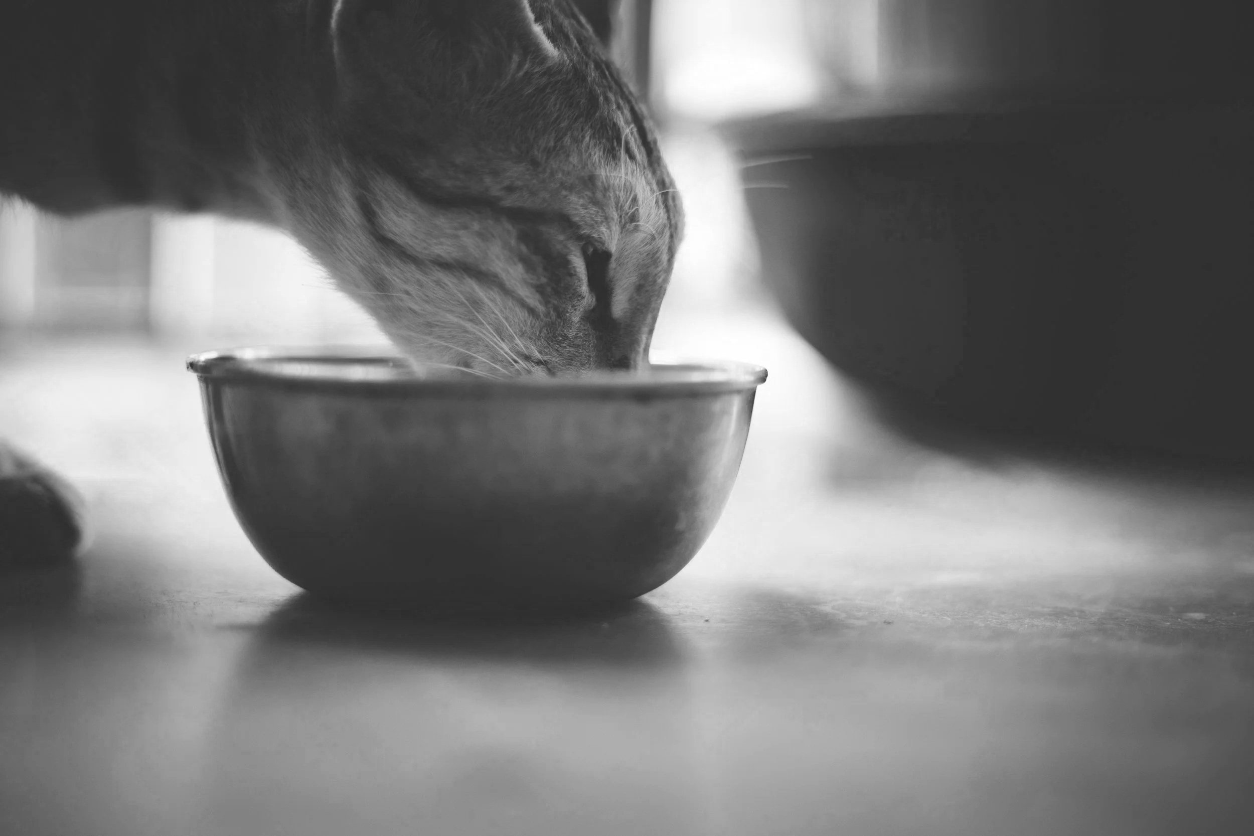 A cat eating from a bowl on a table in black and white.