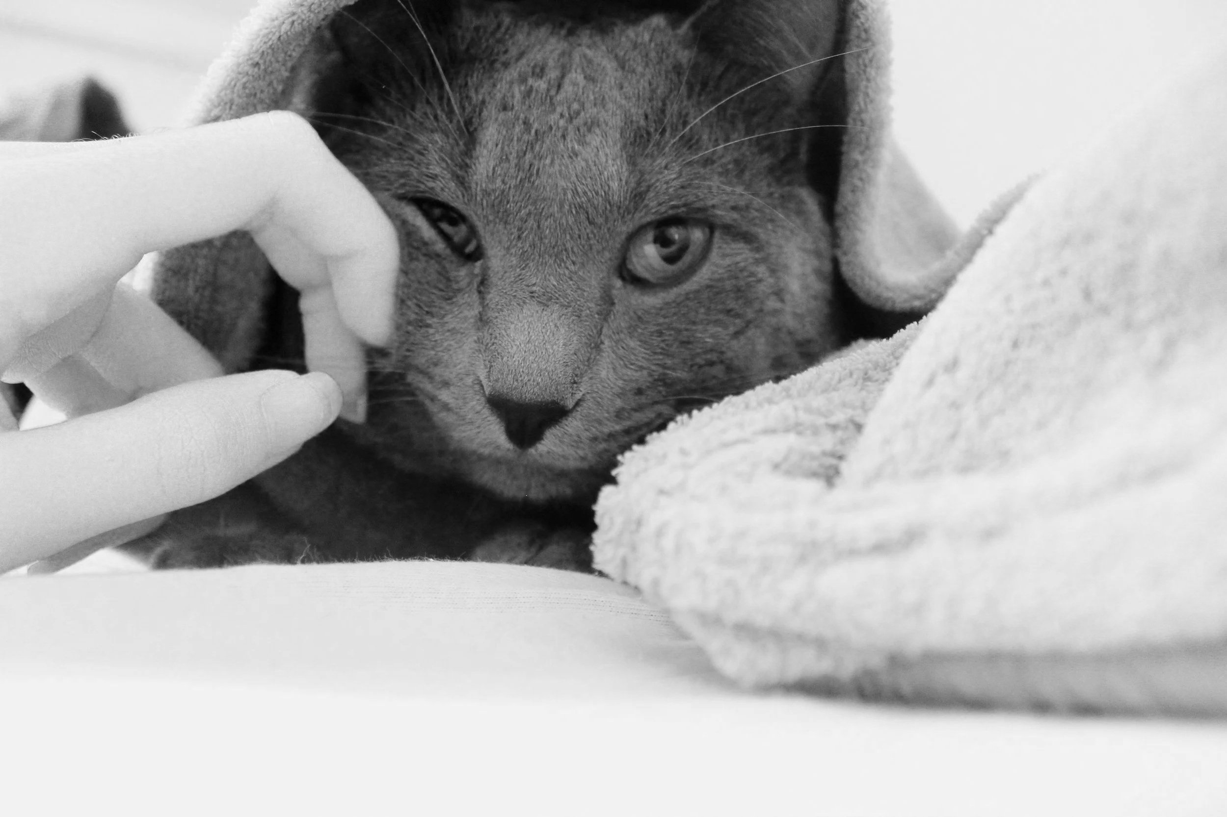 A close-up black and white photo of a cat lying on a blanket, with a person's hand reaching out to gently touch its face.