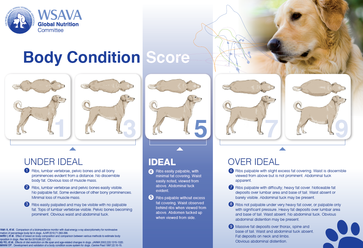 Body condition scoring chart for dogs, showing ranges from under ideal to over ideal, with descriptions of each score from 1 to 9.