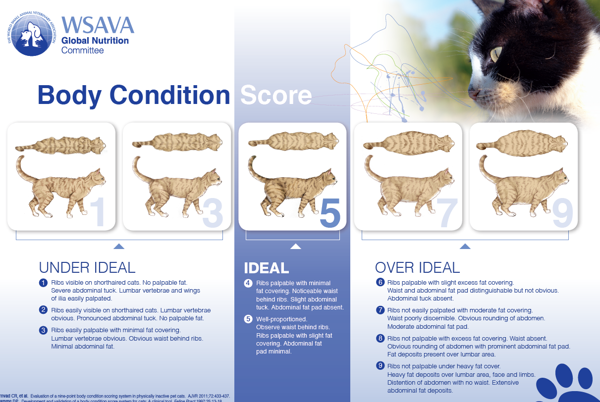 Chart showing ideal, under-ideal, and over-ideal body condition scores for cats, with descriptions of visible ribs, waist, and abdominal fat.