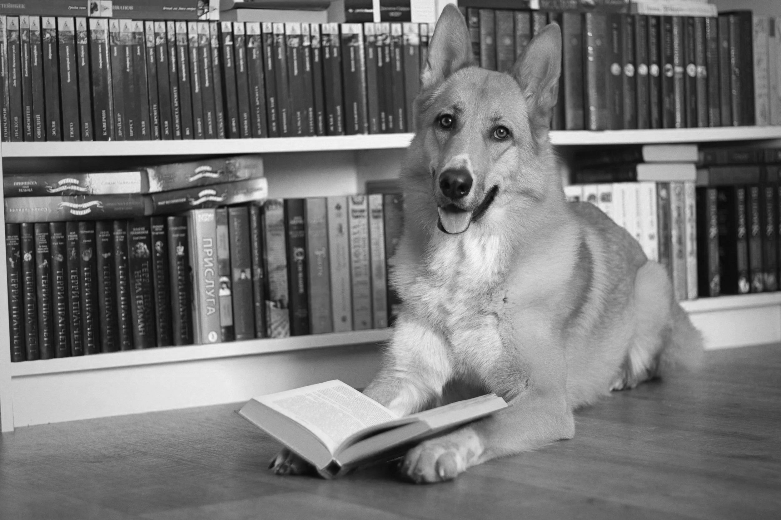 A dog sitting on the floor in front of bookshelves, with an open book in front of it and a closed book beneath its front paws, in a black-and-white photograph.