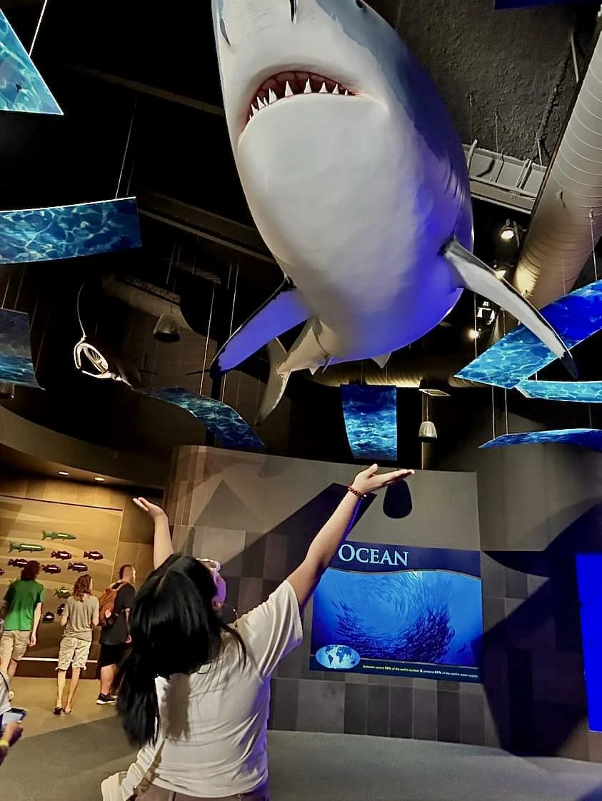 A person pointing at a large hanging model of a shark in an aquarium exhibit.