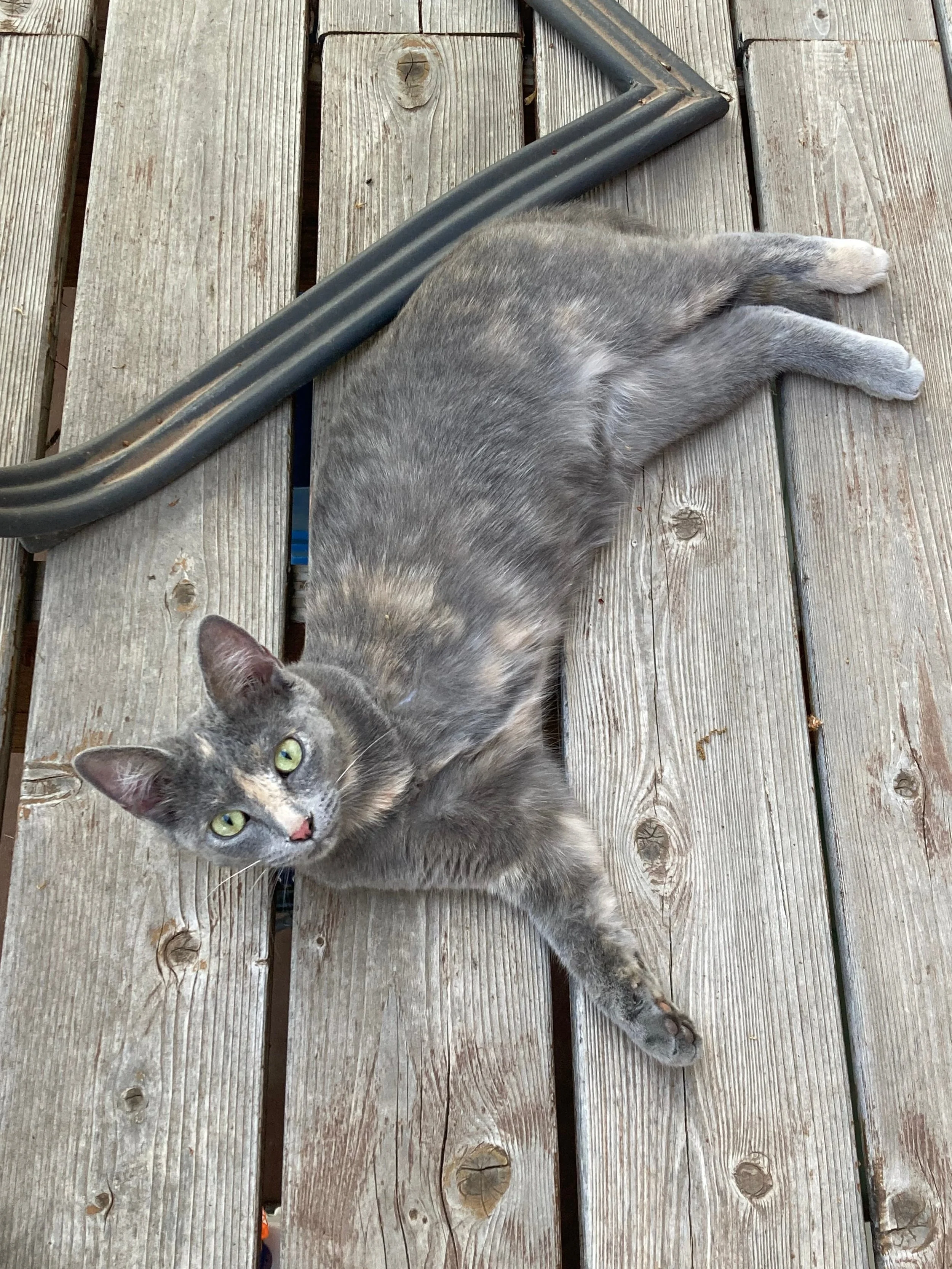 A gray tabby cat lying on a wooden deck.