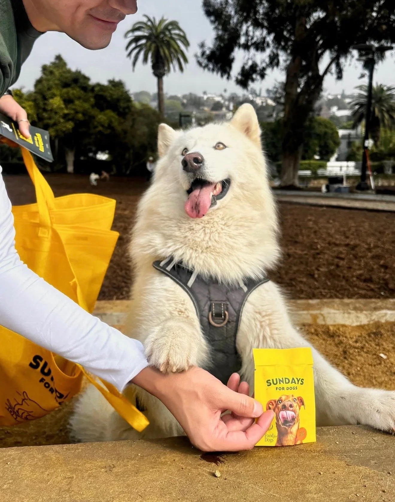A smiling white Siberian Husky wearing a black harness, sitting outdoors in a park with trees and palm trees in the background. A person's hand is holding a small yellow packet titled 'Sundays for Dogs' with a picture of a happy dog on it, and the Huskie's paw is also resting on the packet.