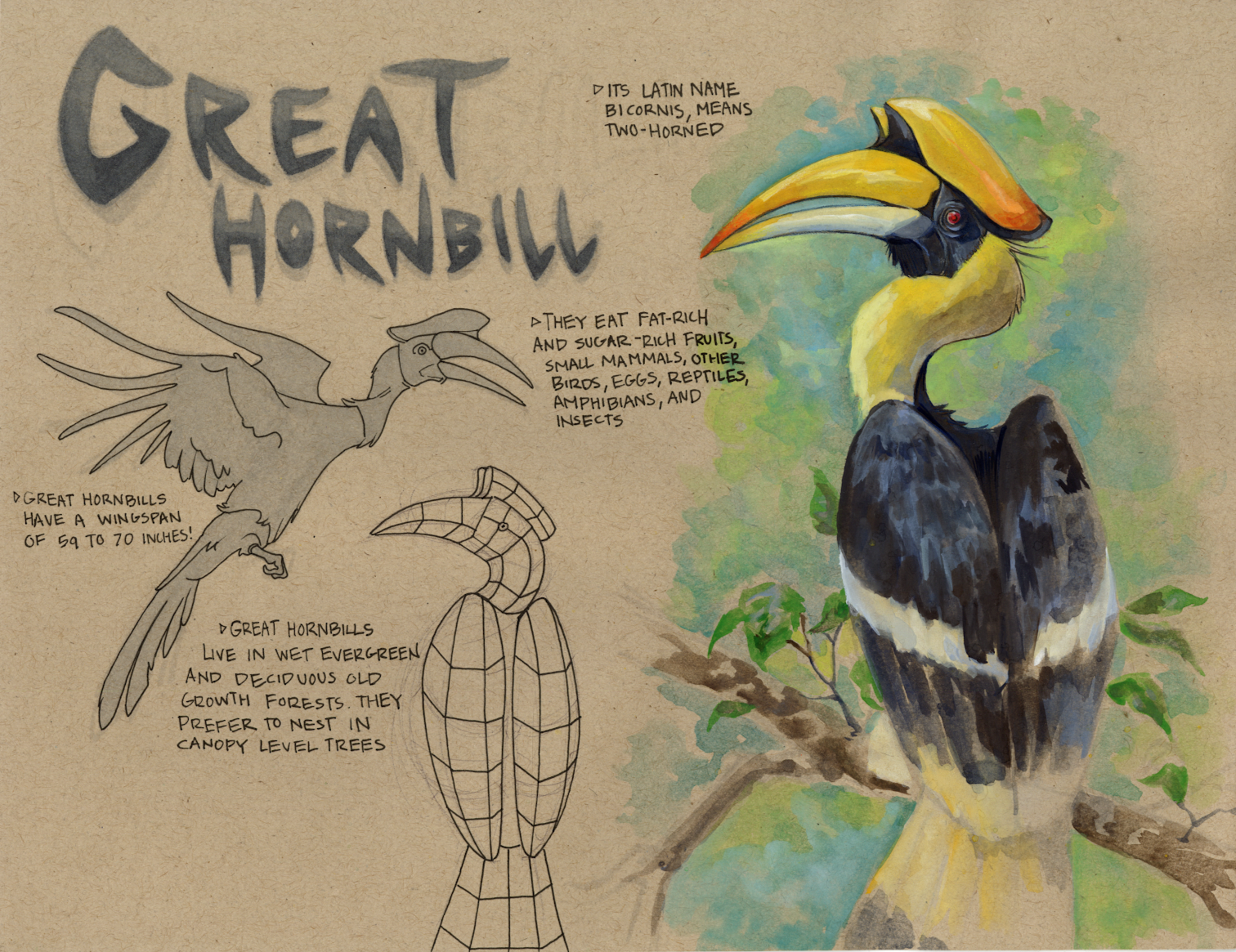 Great Hornbill Study, 2024