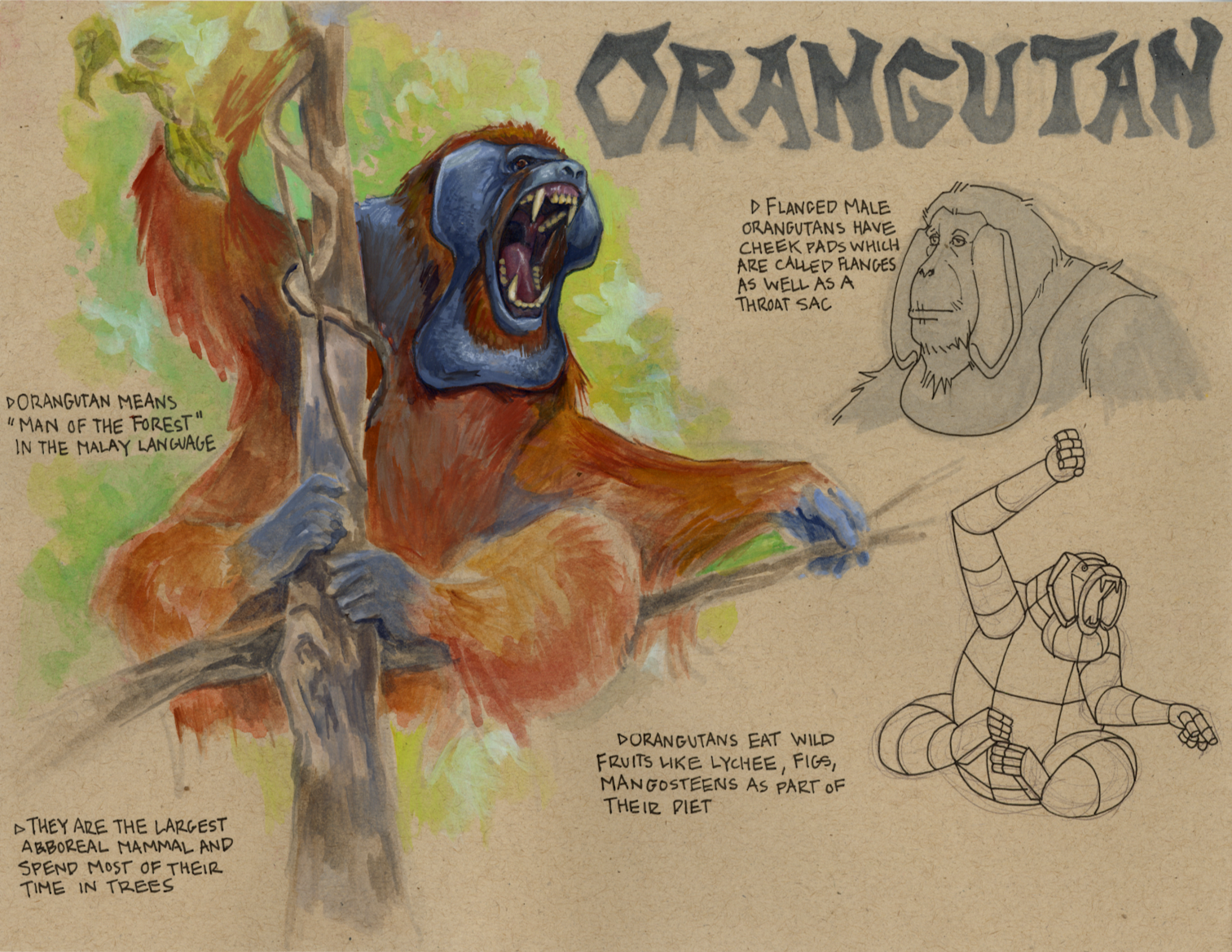 Orangutan Study, 2024