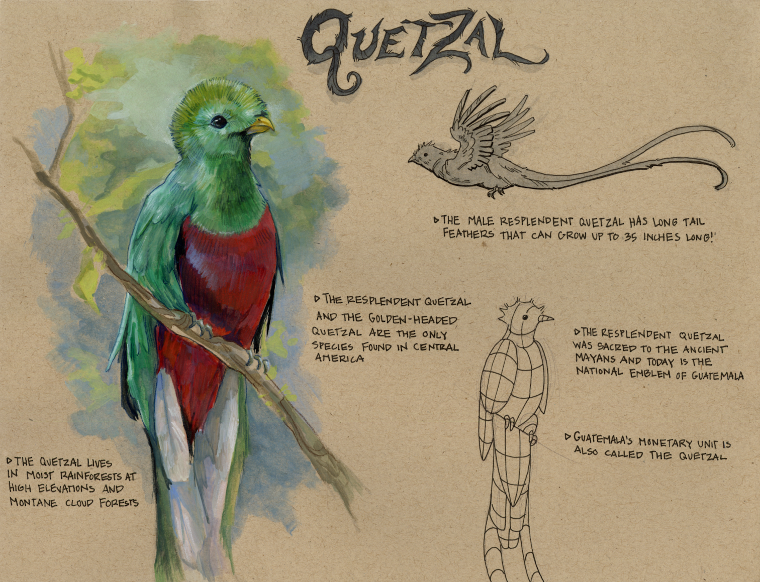 Quetzal Study, 2024