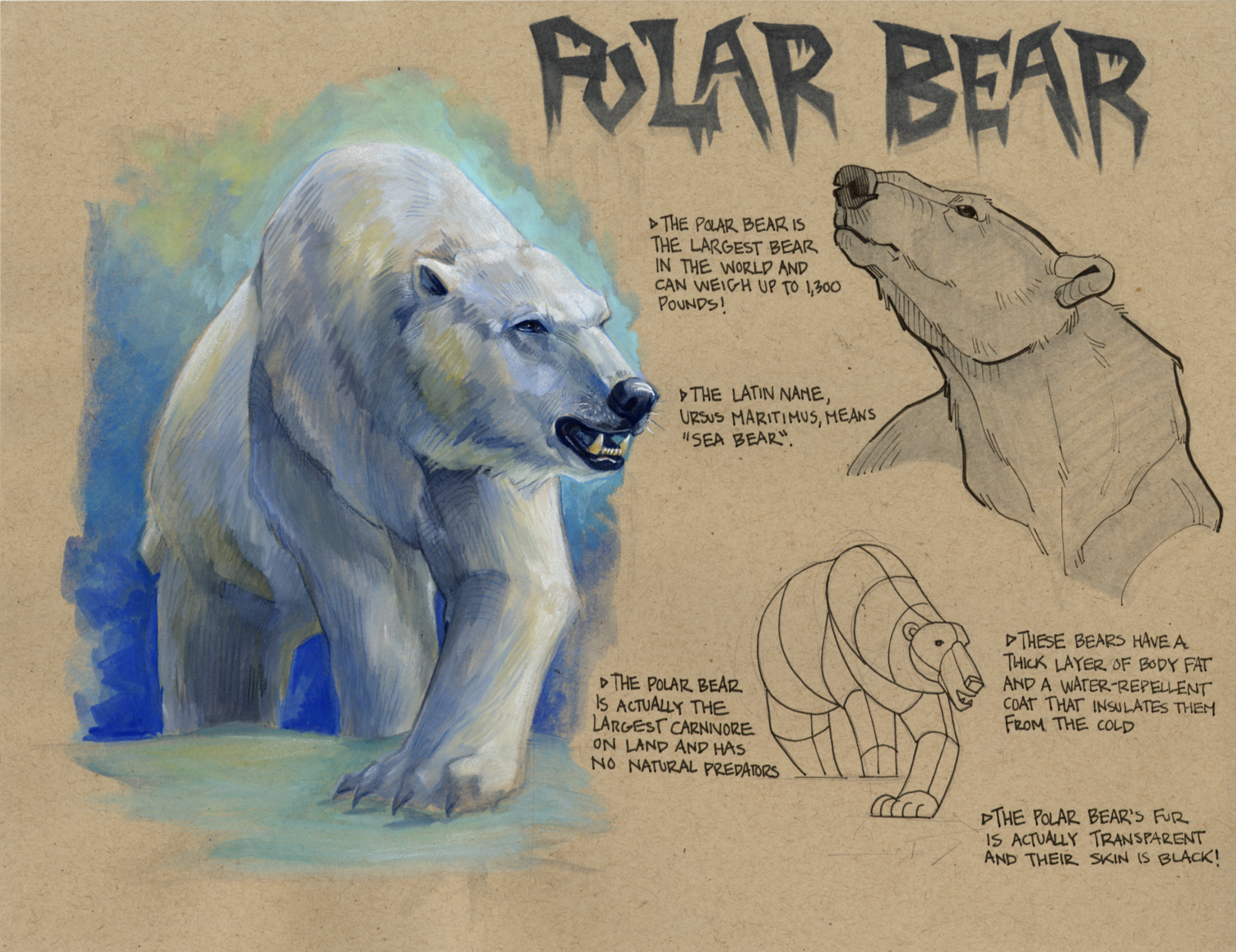 Polar Bear Study, 2024