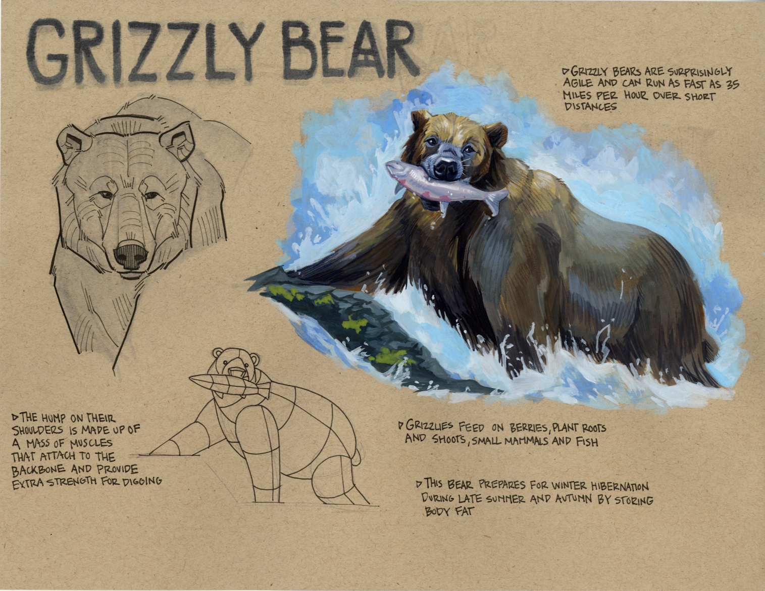 Grizzly Bear Study, 2024