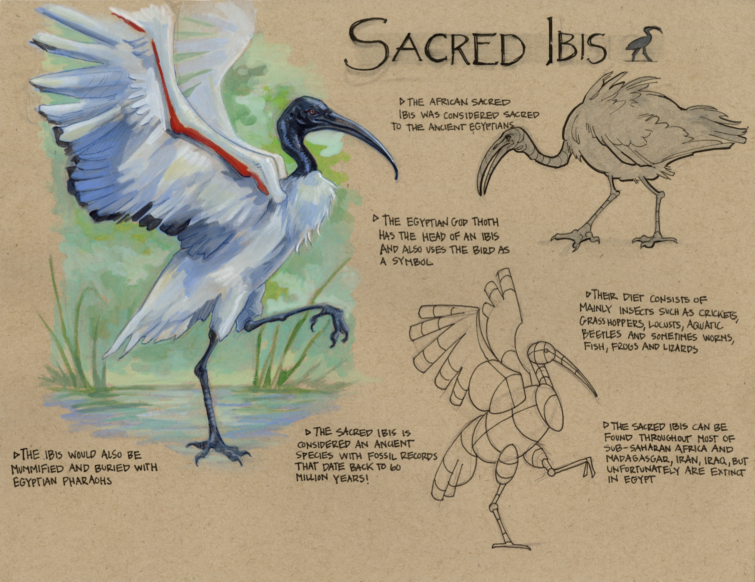 Sacred Ibis Study, 2024