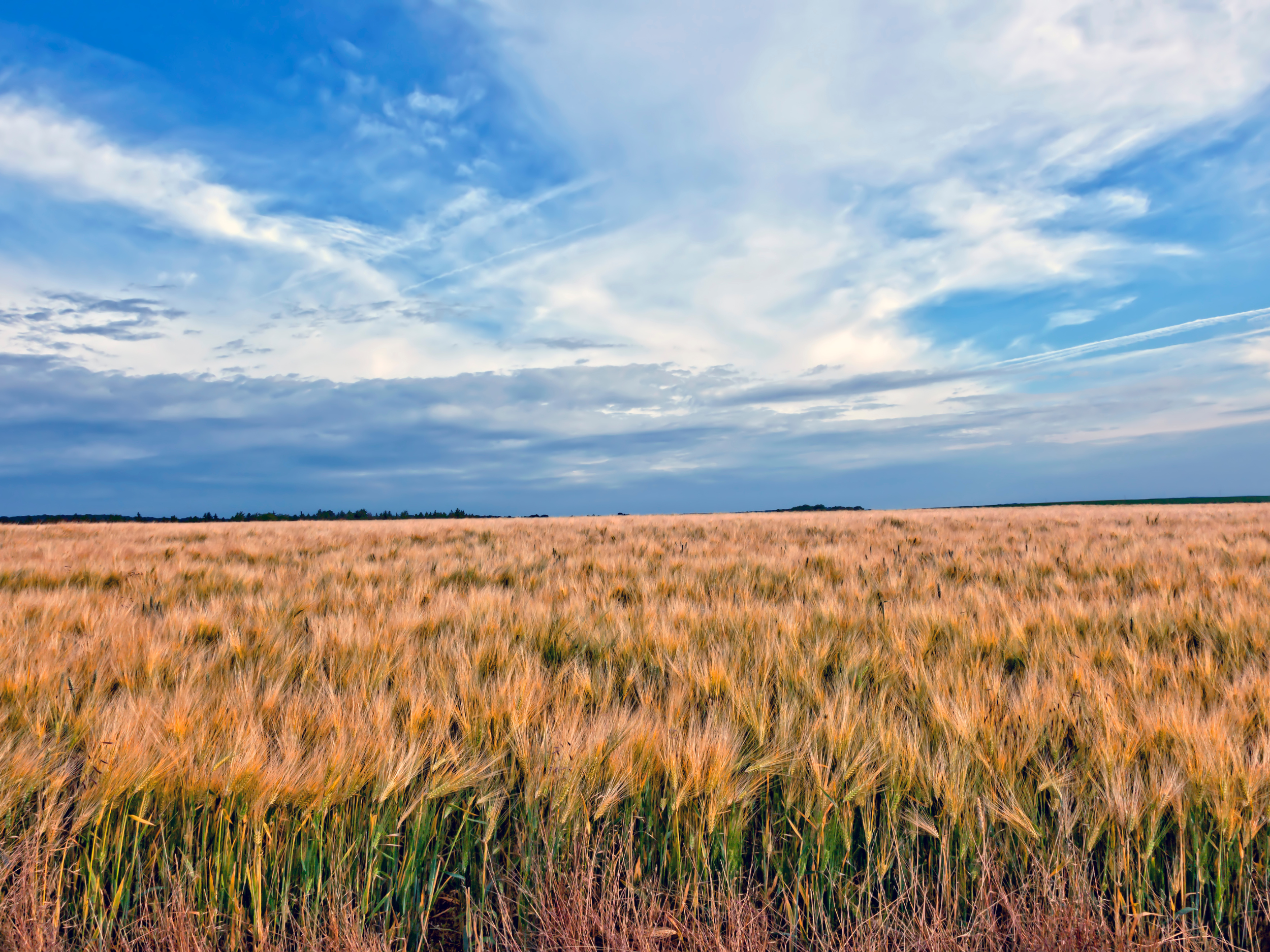 Australian wheat field
