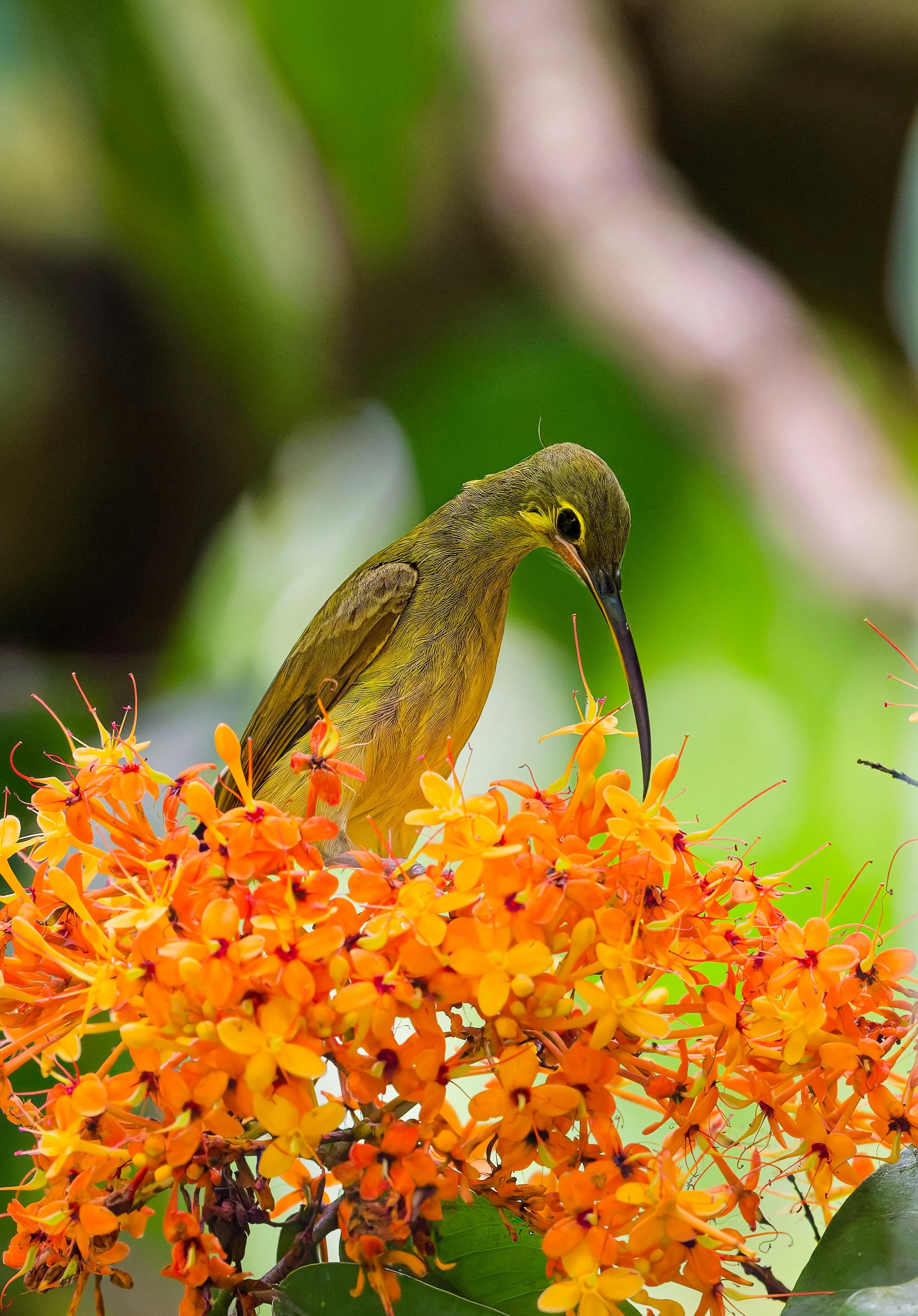 Yellow-Eared Spiderhunter