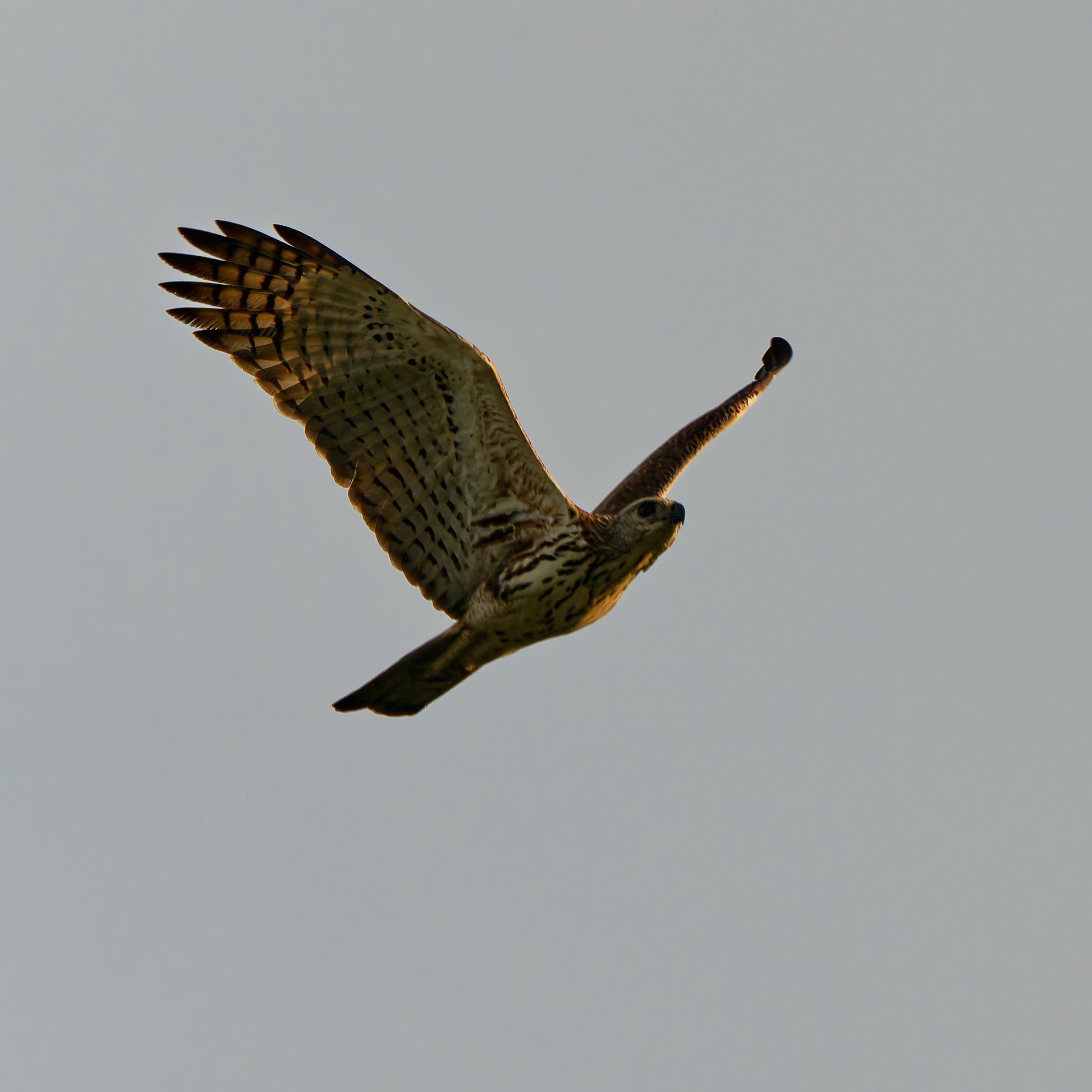 DSD02878_DxO.jpg