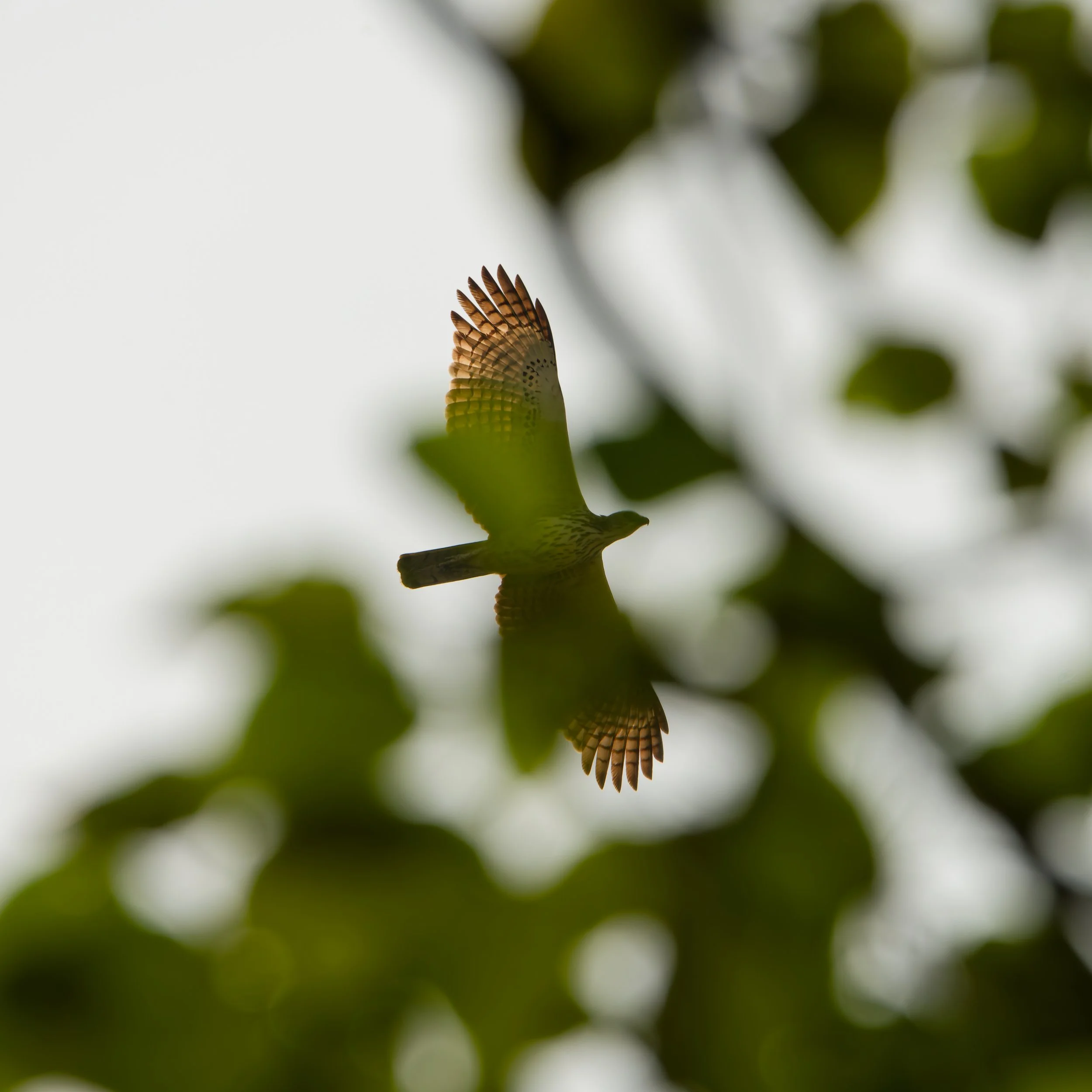 DSD03017_DxO.jpg