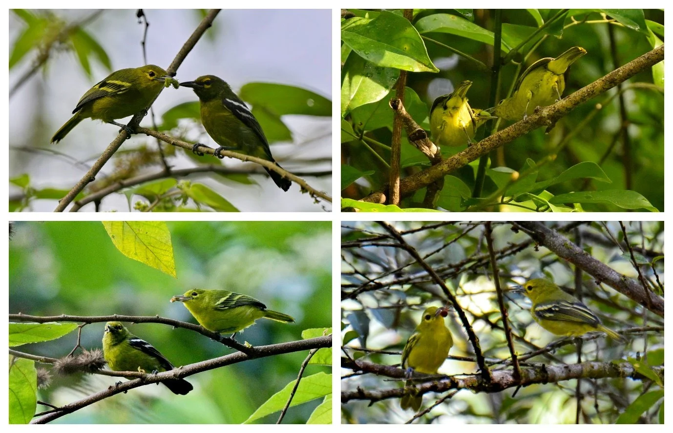 Breeding Ecology of the Green Iora