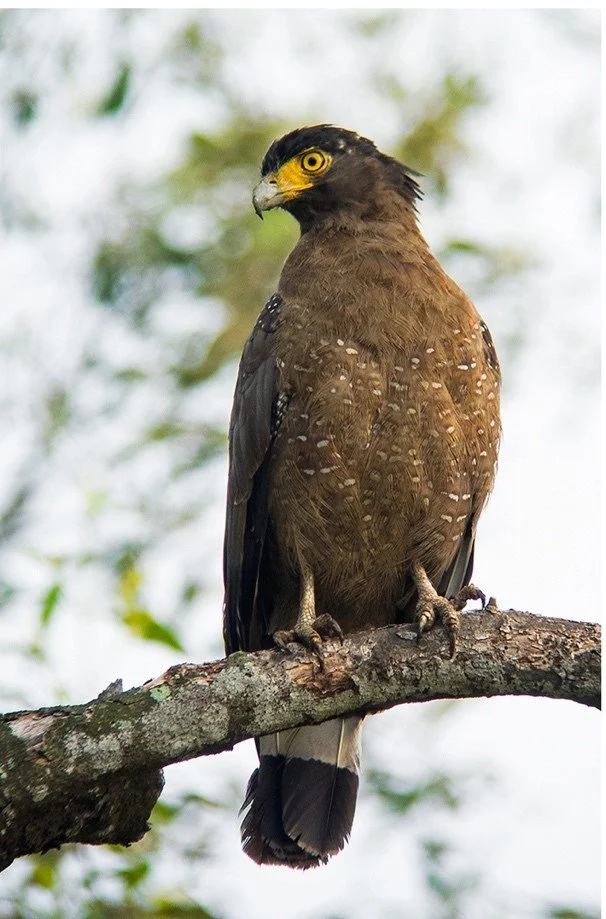 Crested Serpent Eagle