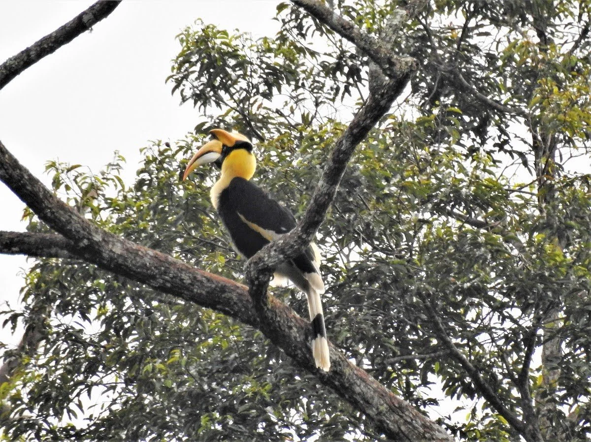 AGM 2018 and Post-AGM Birding at Genting Highlands 