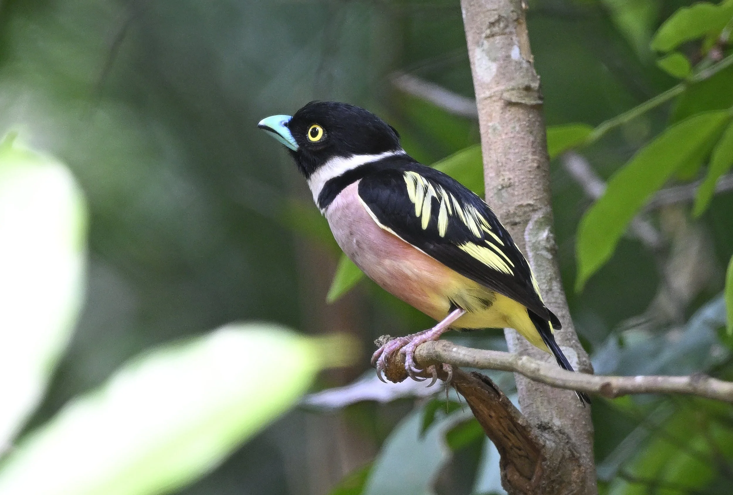 _DSC0943Black & Yellow broadbill 3_.JPG