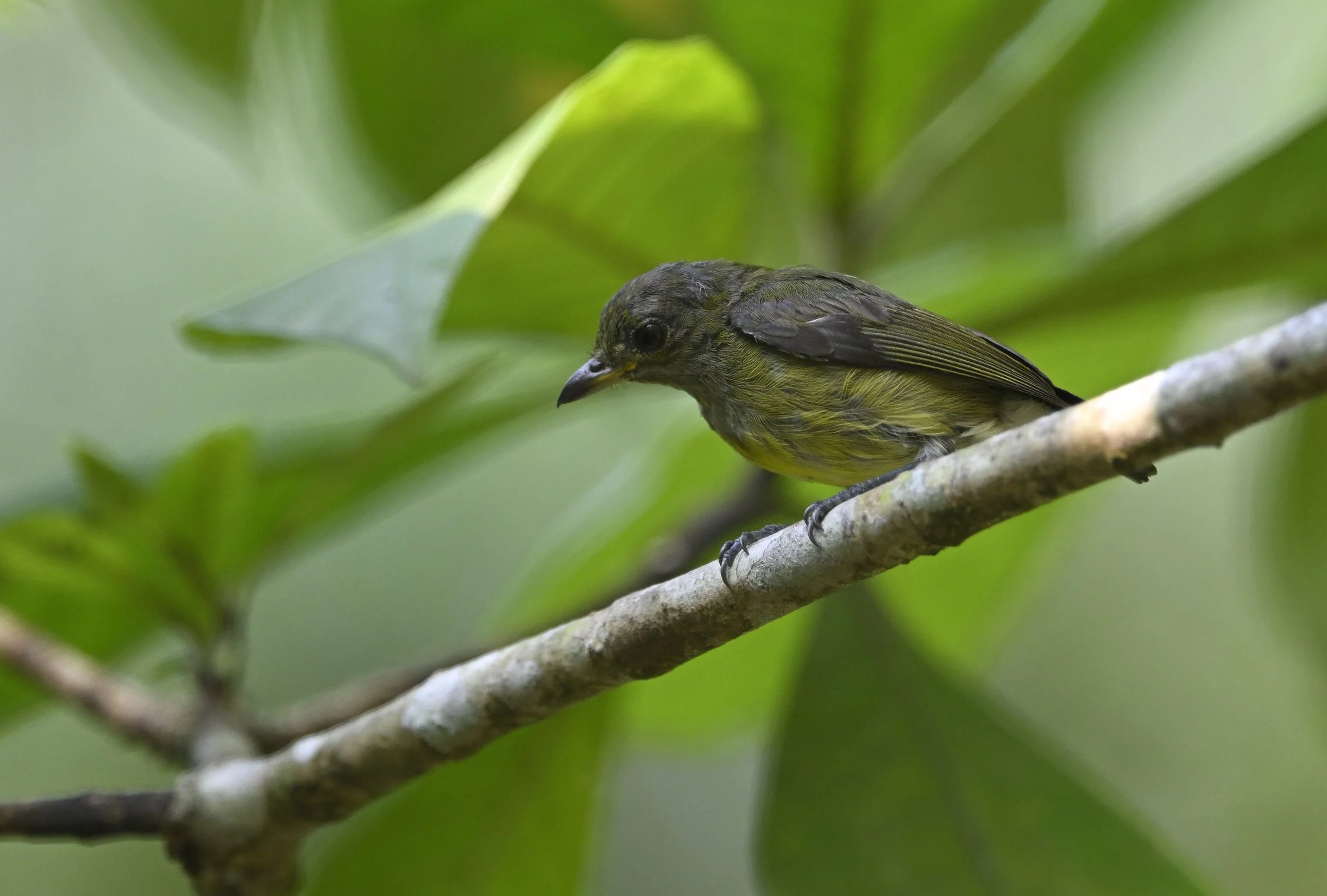 _DSC0831Yellow breasted Flower pecker.JPG