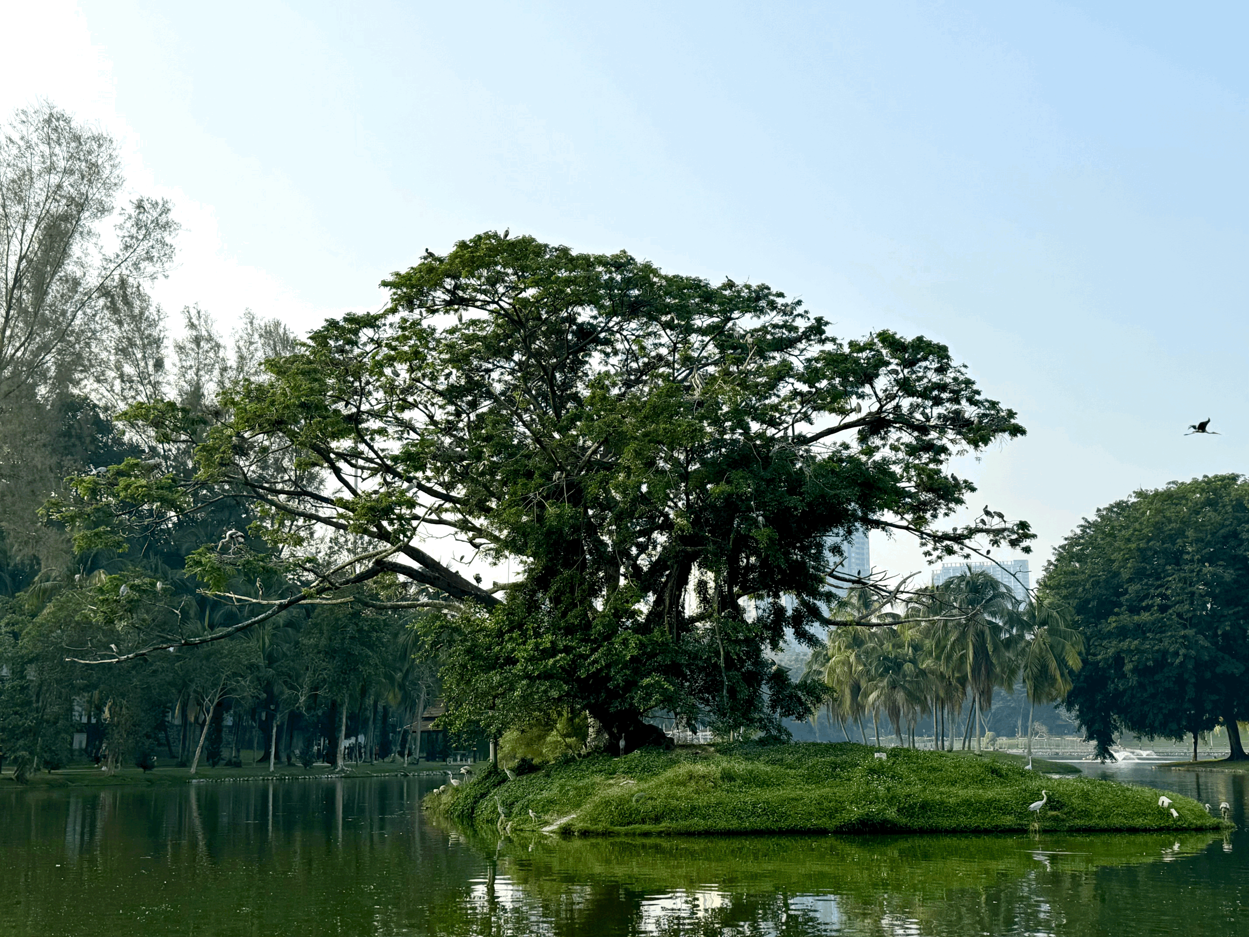 Day Trip #5 - Taman Tasik Permaisuri : Heronry Survey &amp; General Birding