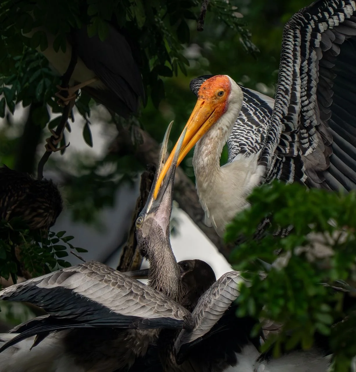 Painted Stork feeding its young  [Photo credit : Lee SL]