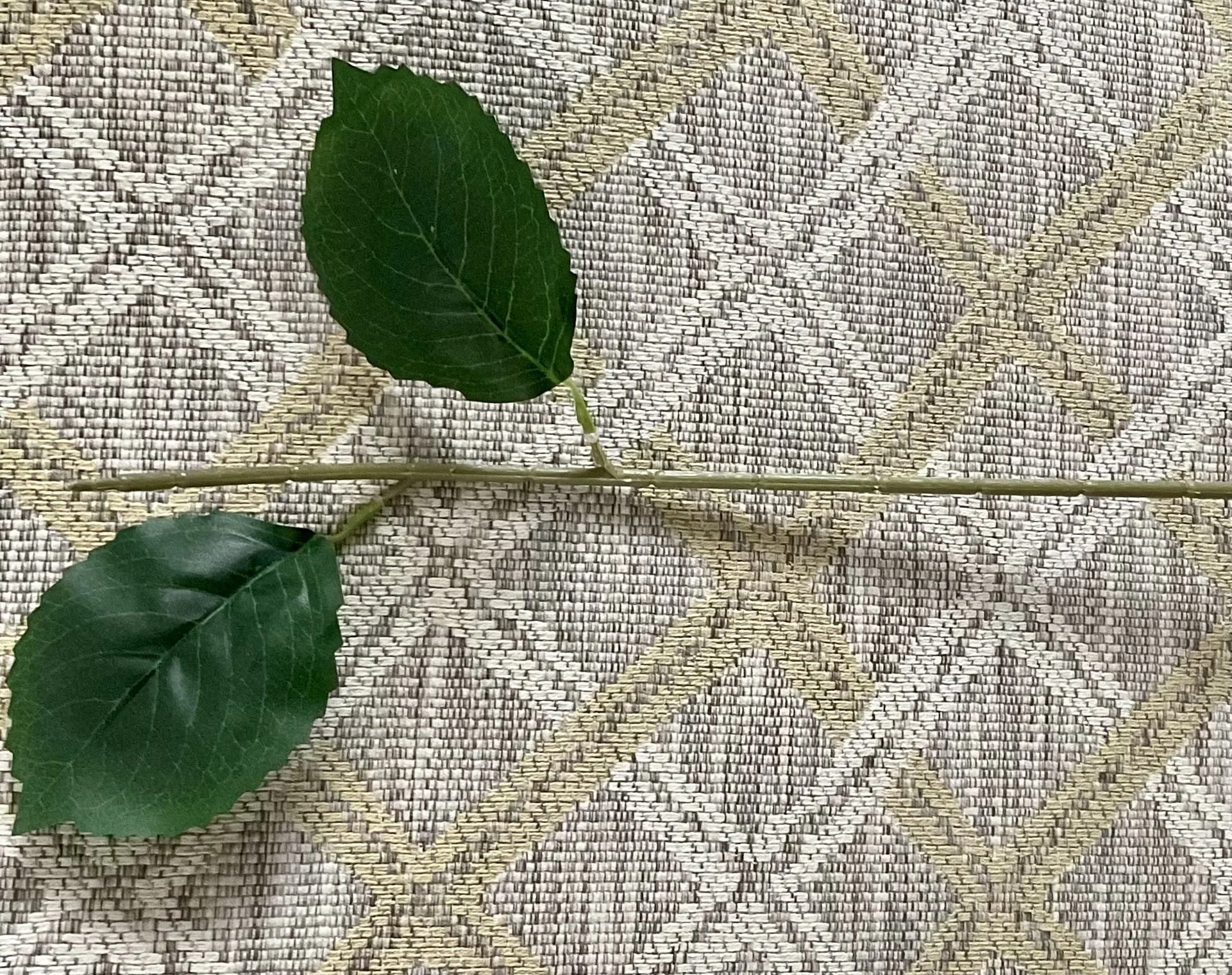 Stem for Hydrangea