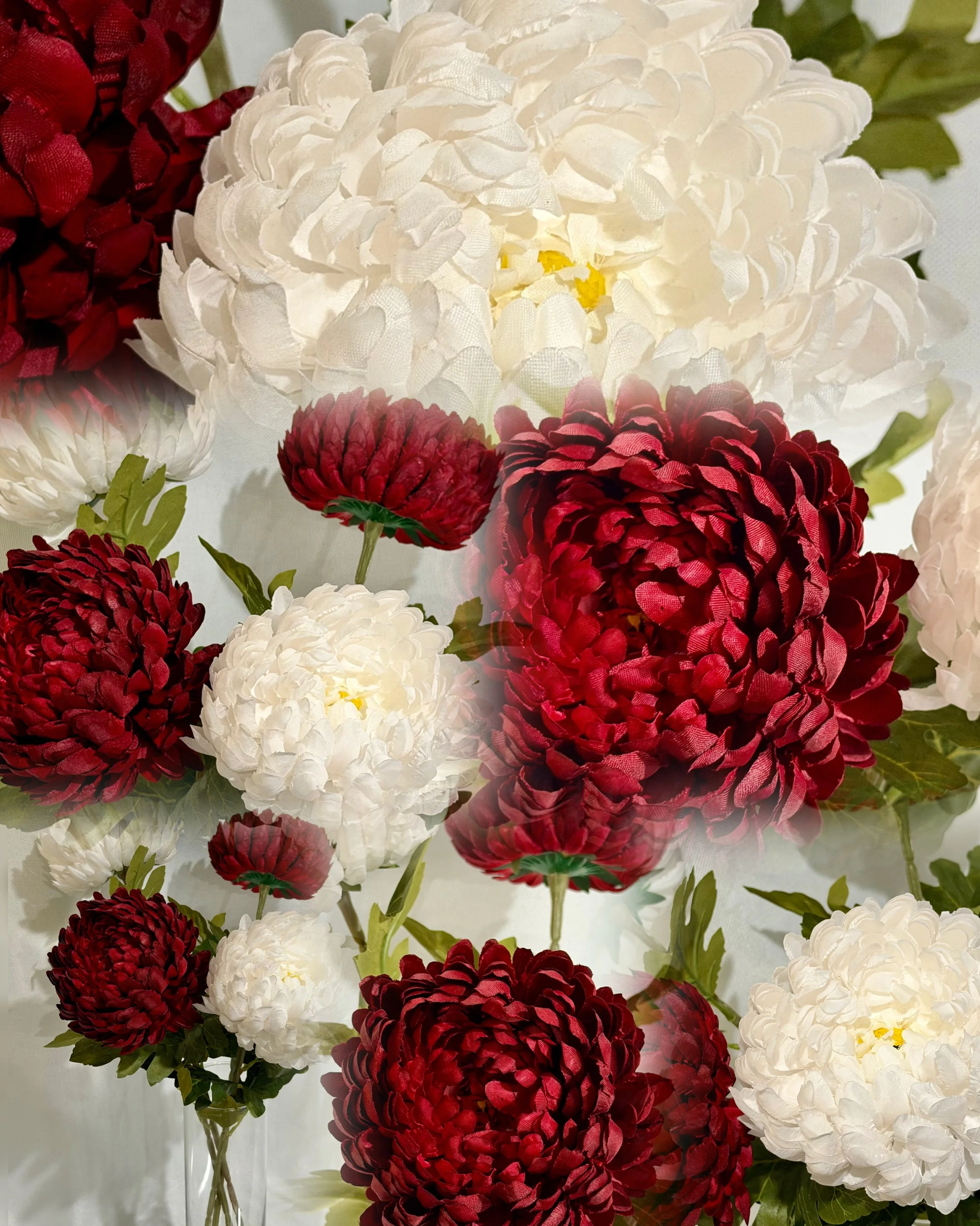 Chrysanthemum, 5.5” diam.  white/burgundy