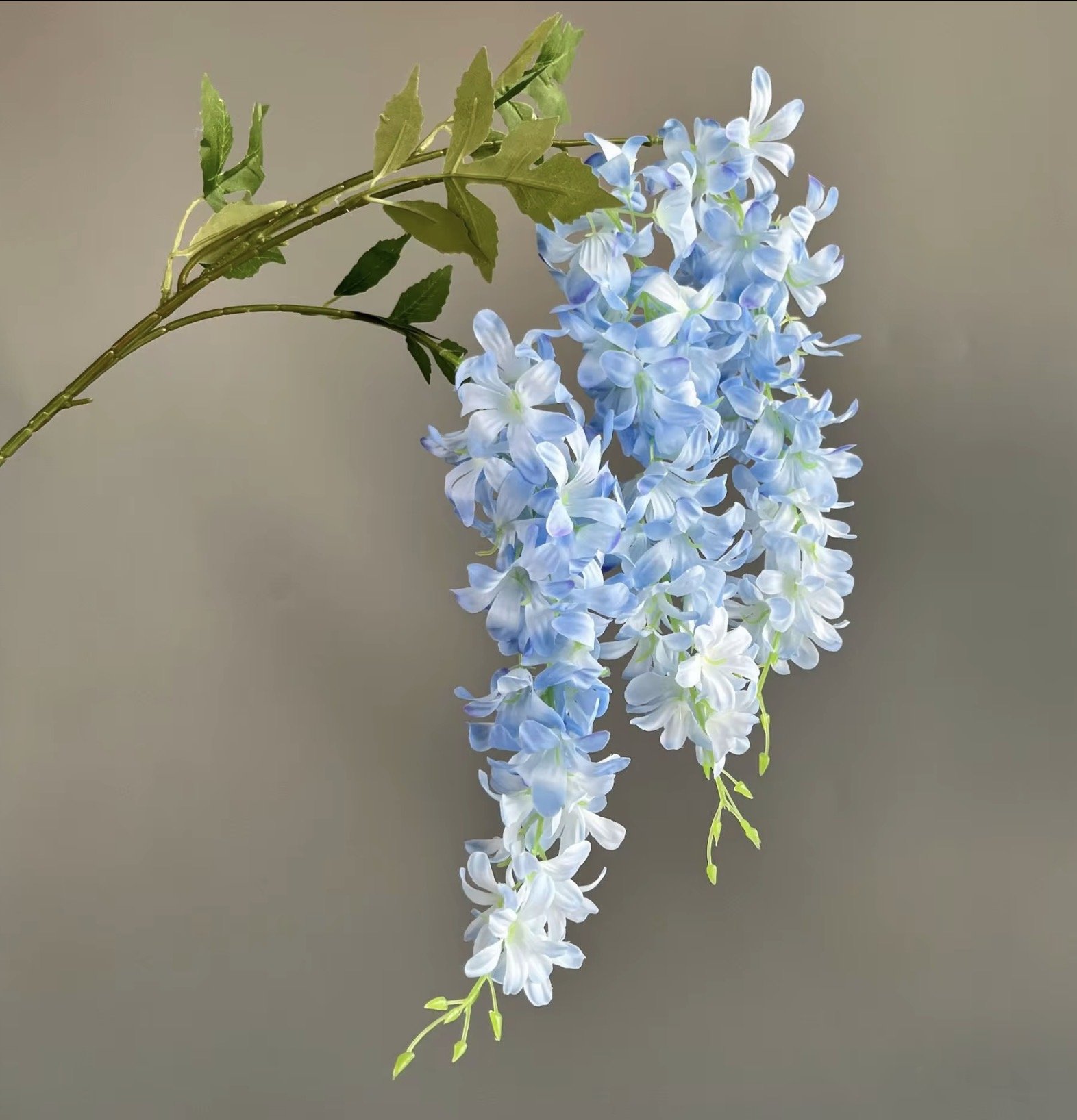 Wisteria, Blue