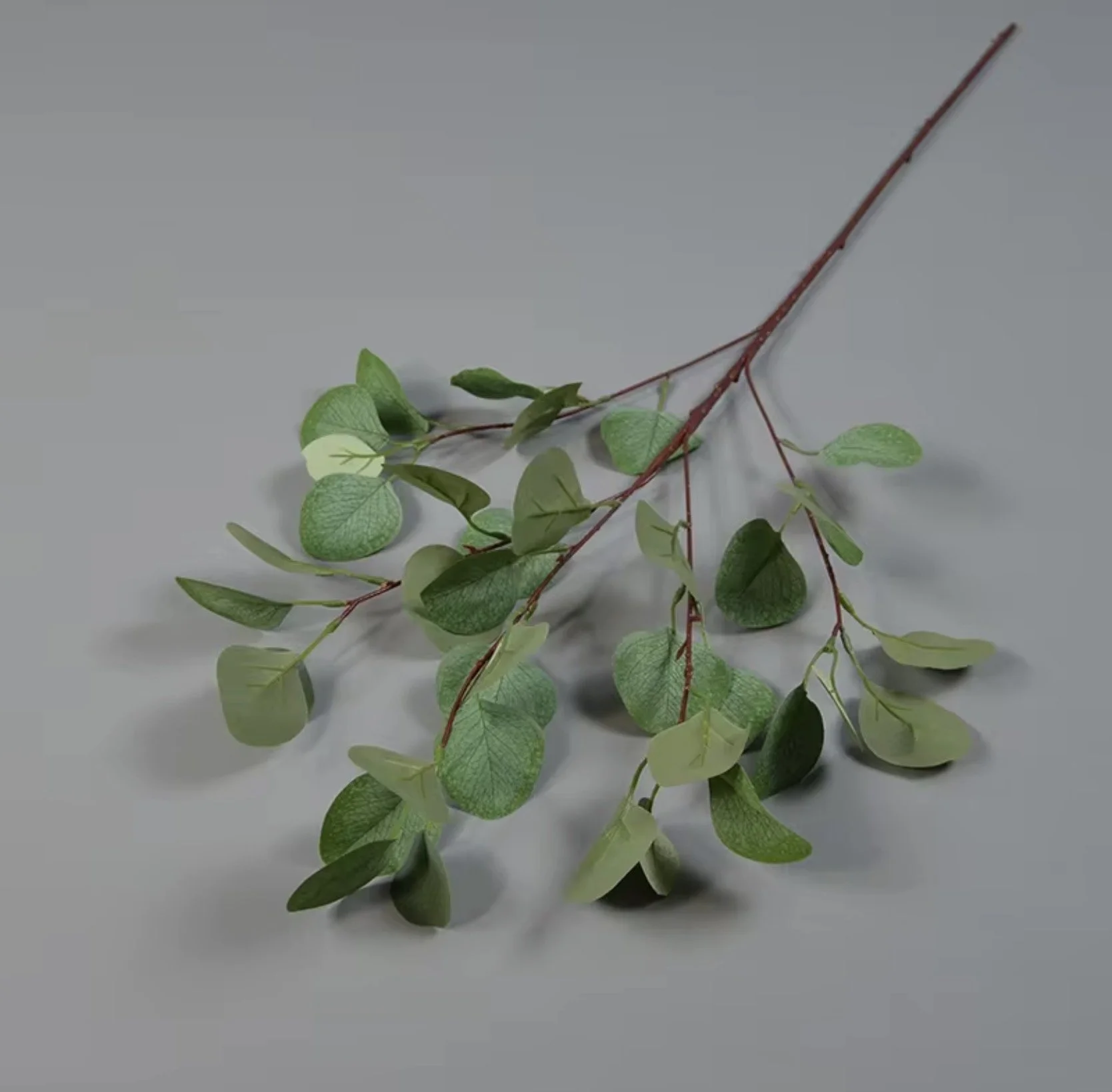 Eucalyptus Branch, Light Green