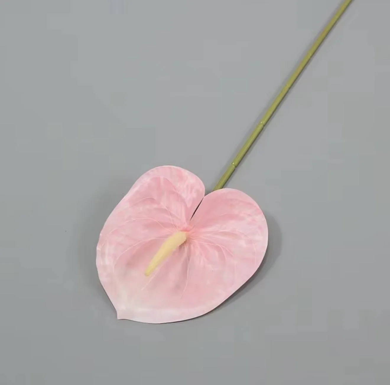 Pink Anthurium