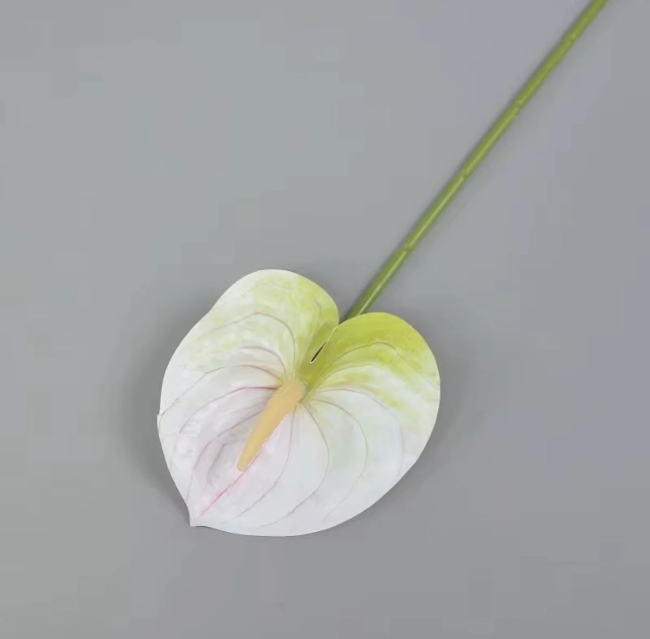 White Anthurium