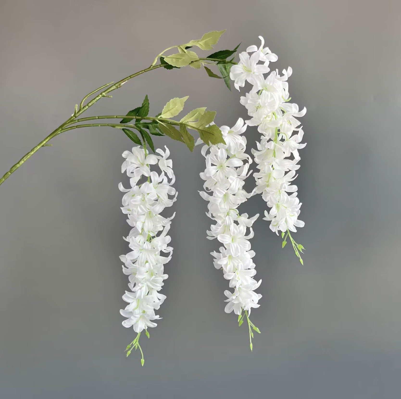 Wisteria, White