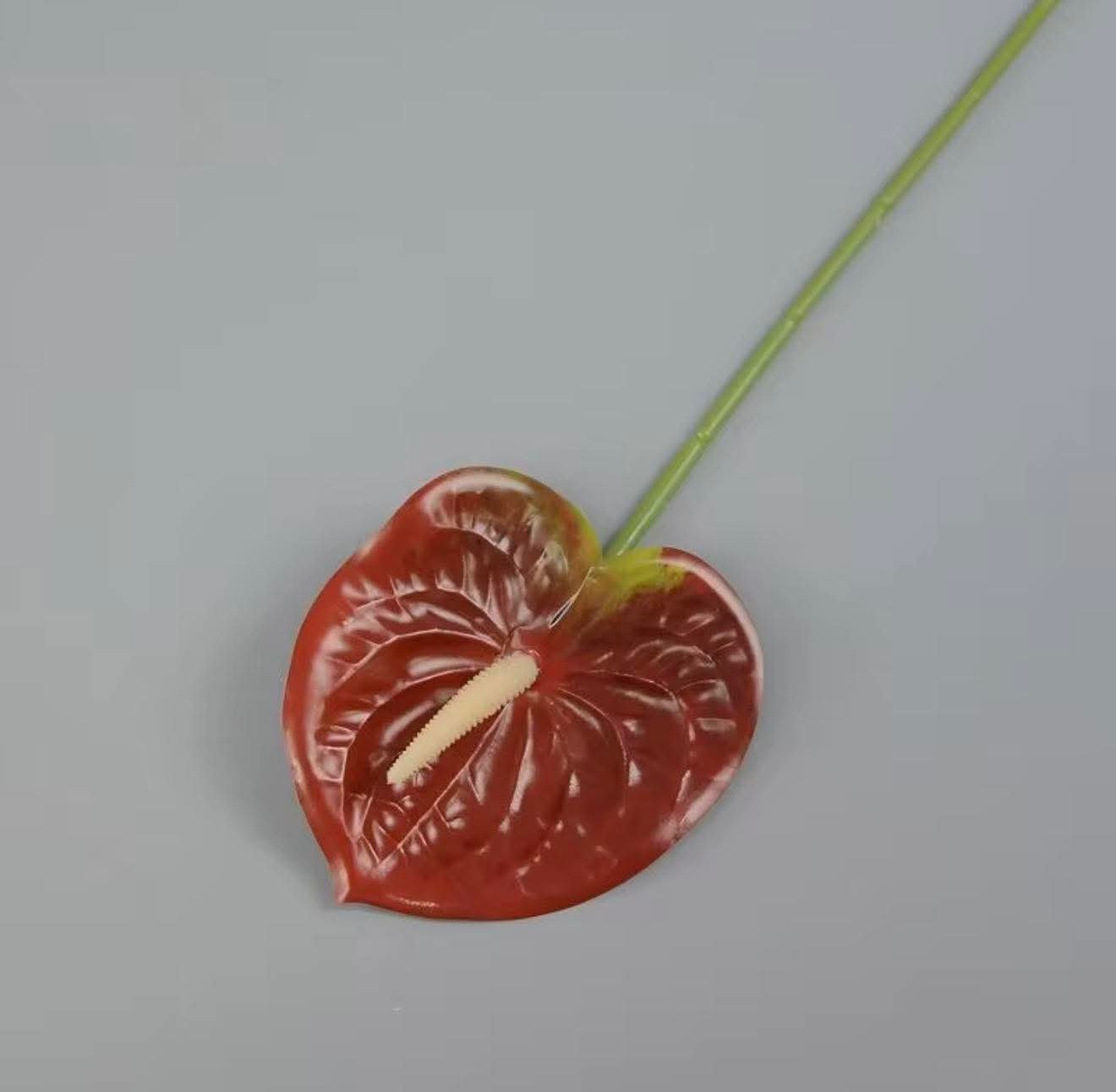 Red Burgundy Anthurium