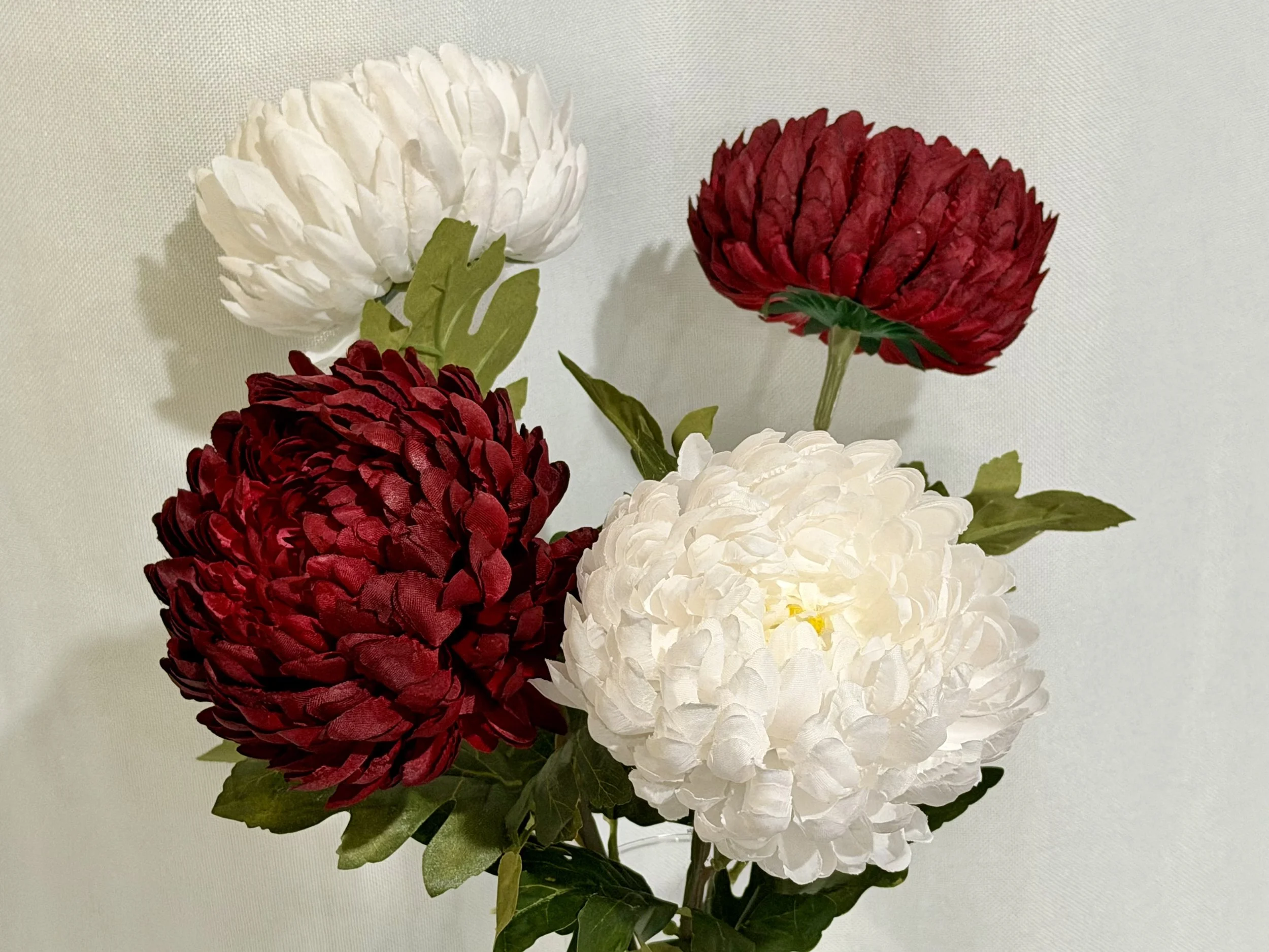 Chrysanthemum
