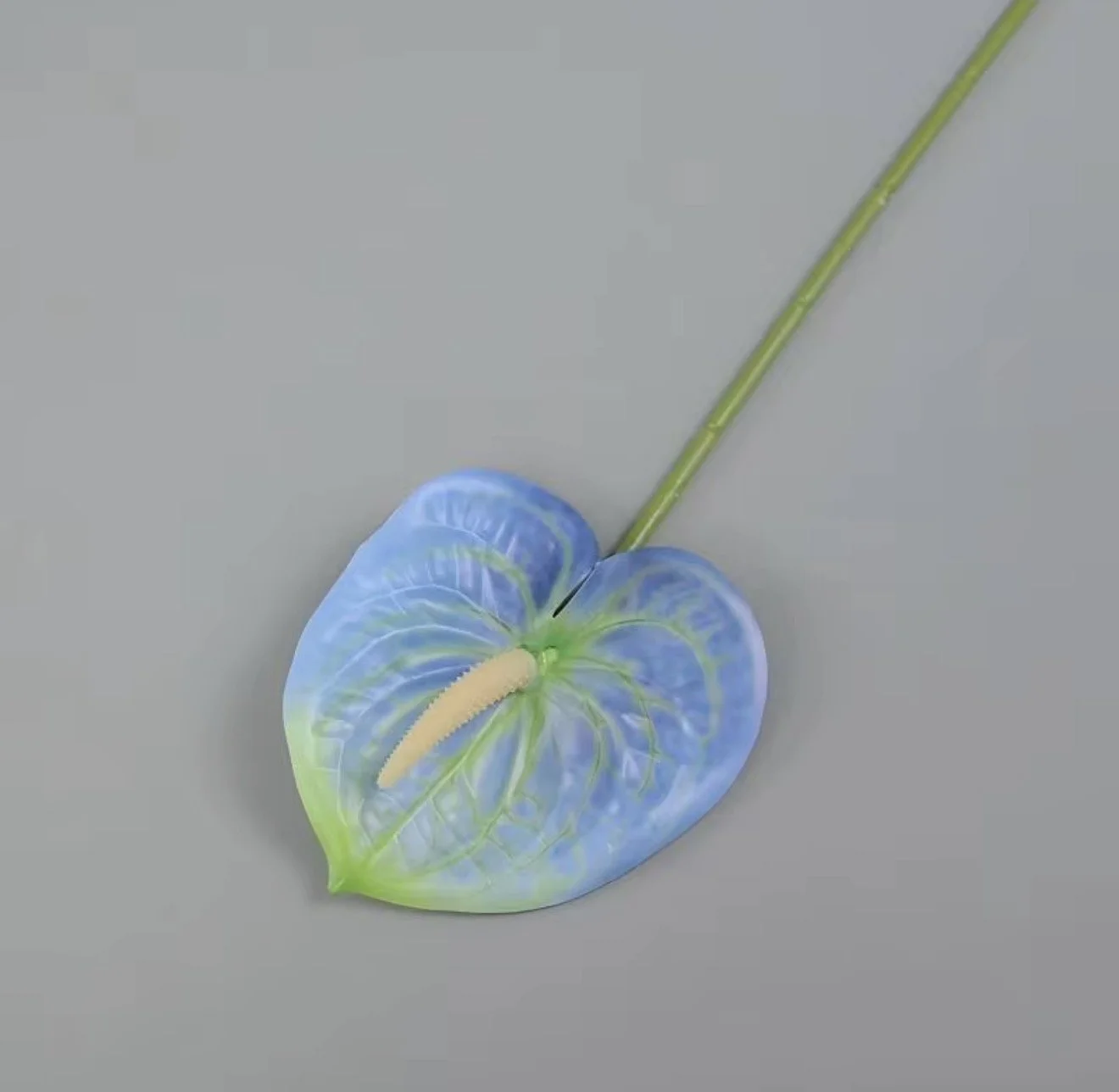 Blue Anthurium