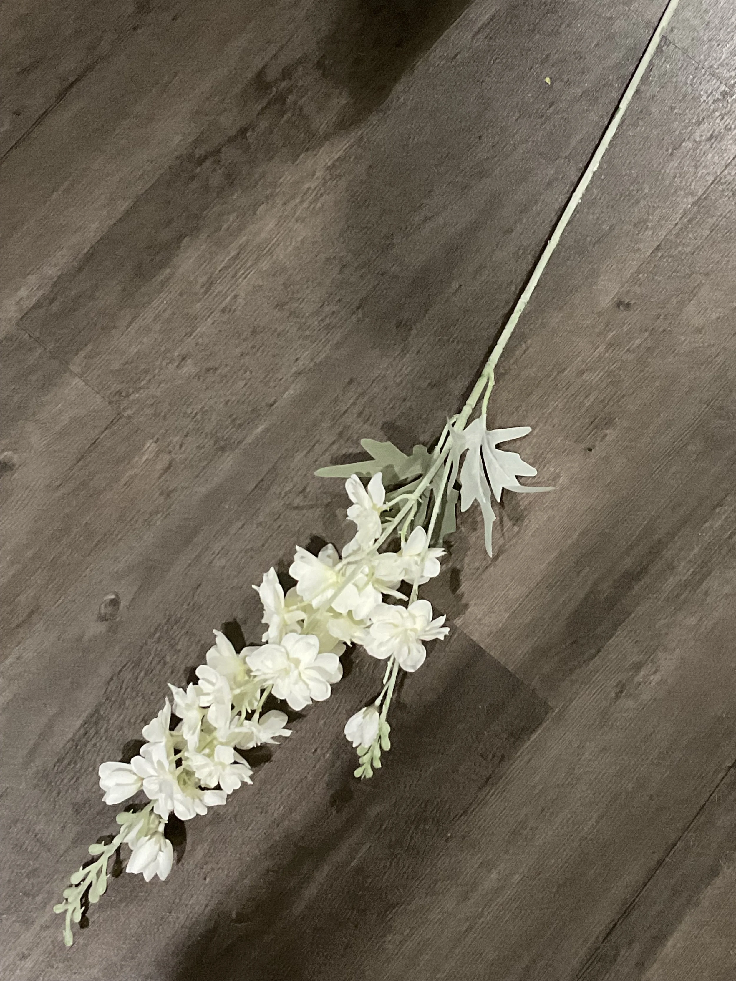 Delphinum