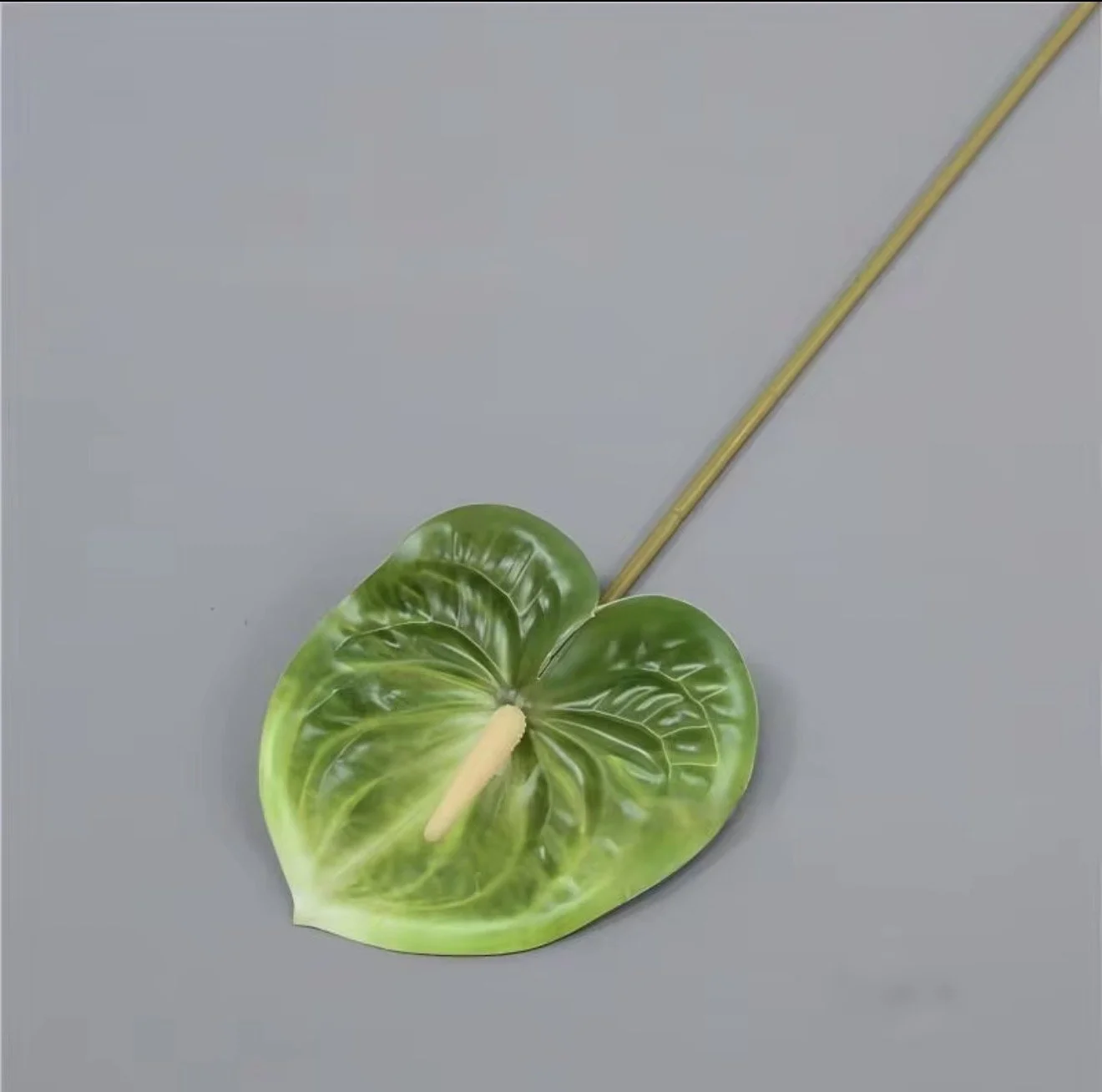 Green Anthurium