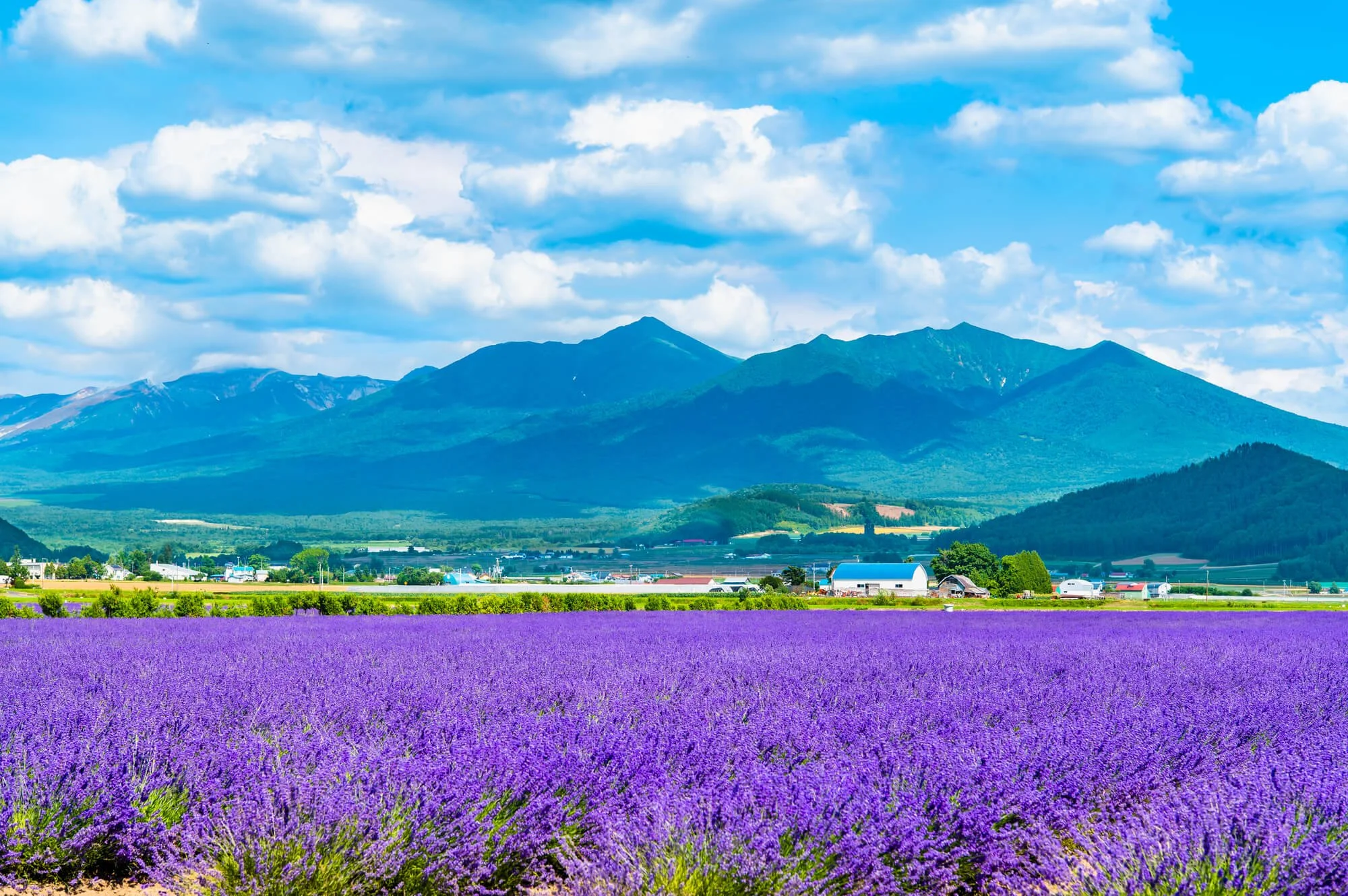 Lavender fields in front of mountains and a farm with buildings and a bright blue sky with clouds.